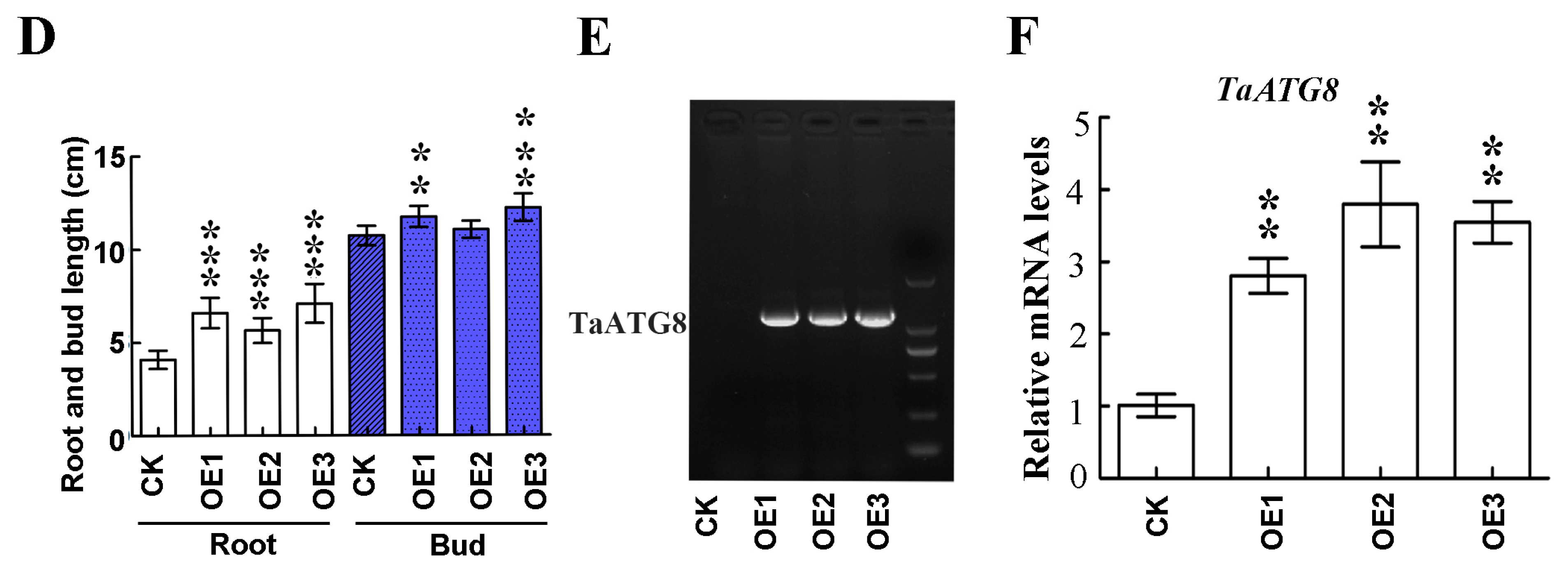 Plants 14 02726 g008b Plants 14 02726 g008b