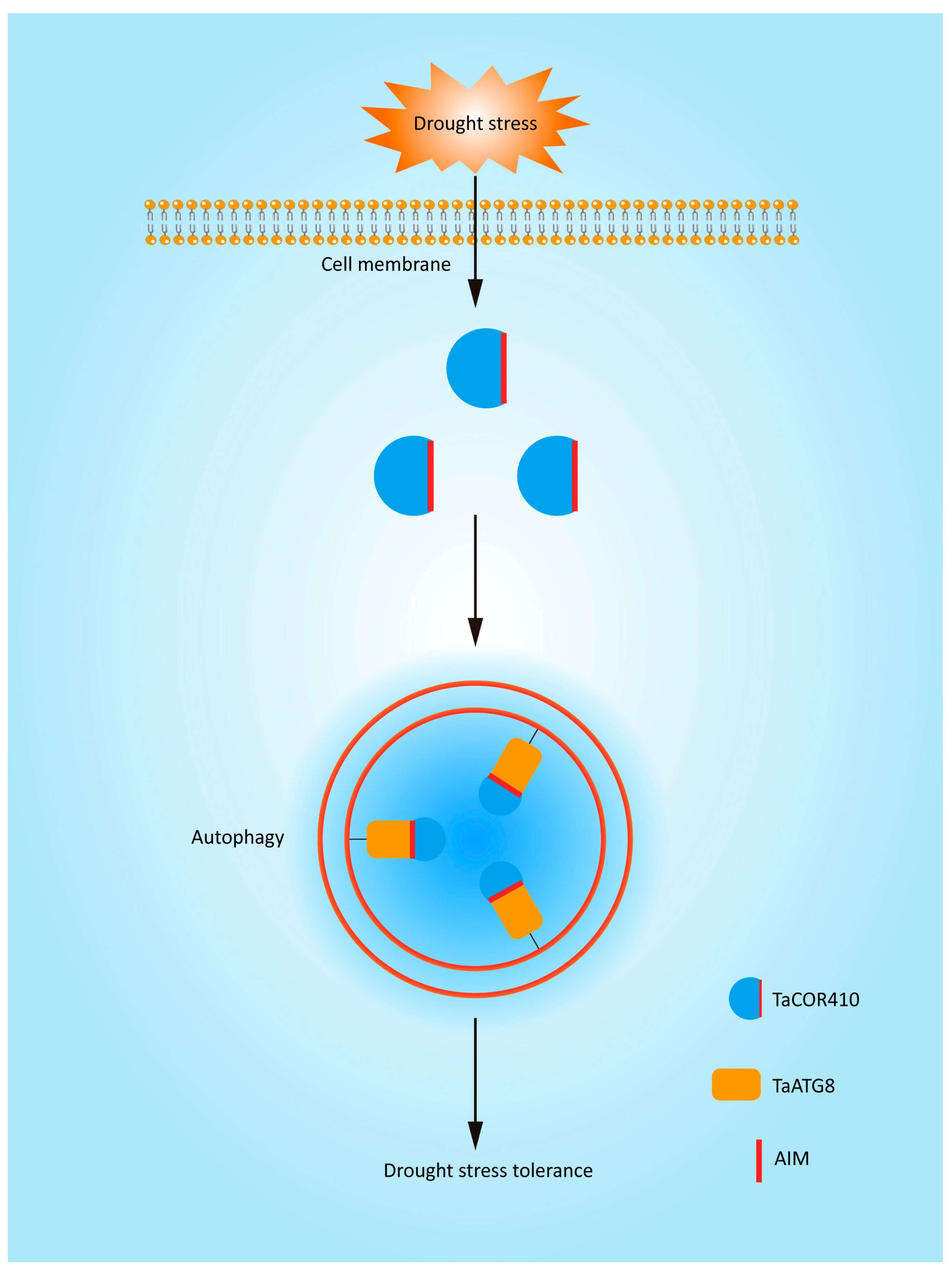 Plants 14 02726 g009 Plants 14 02726 g009