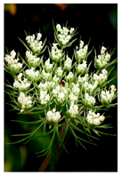 Plants 14 02737 i006
