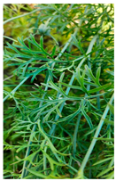 Plants 14 02737 i015