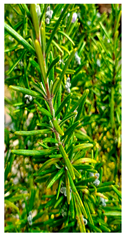 Plants 14 02737 i020