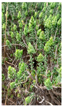 Plants 14 02737 i026