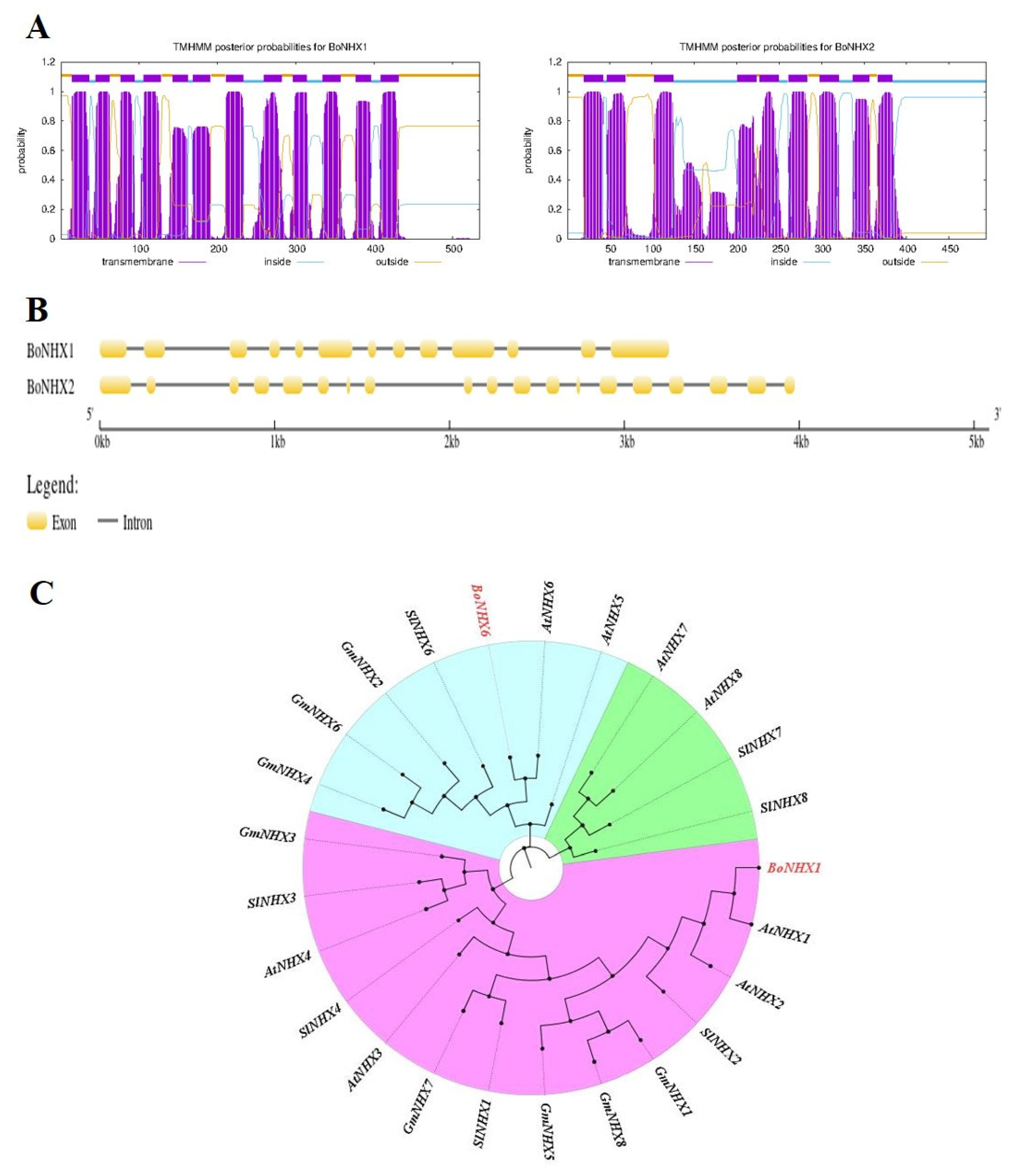 Plants 14 02743 g011 Plants 14 02743 g011