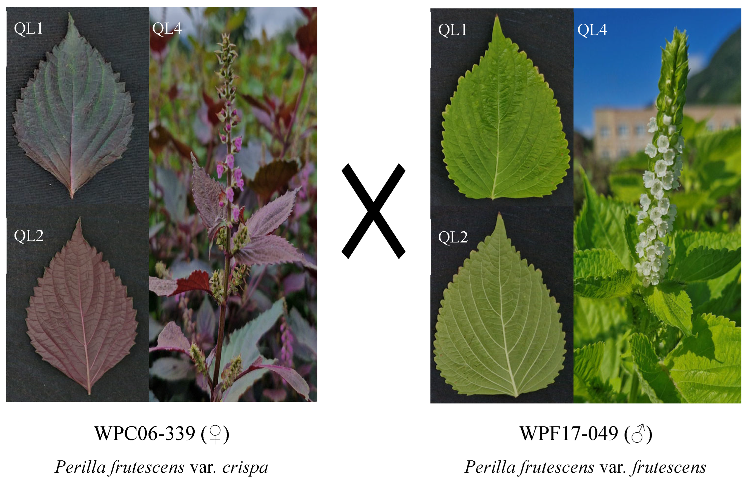 Plants 14 02799 g001