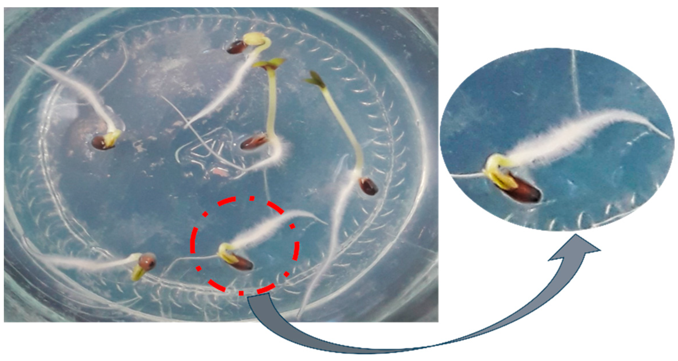 Plants 14 02809 g001 Plants 14 02809 g001