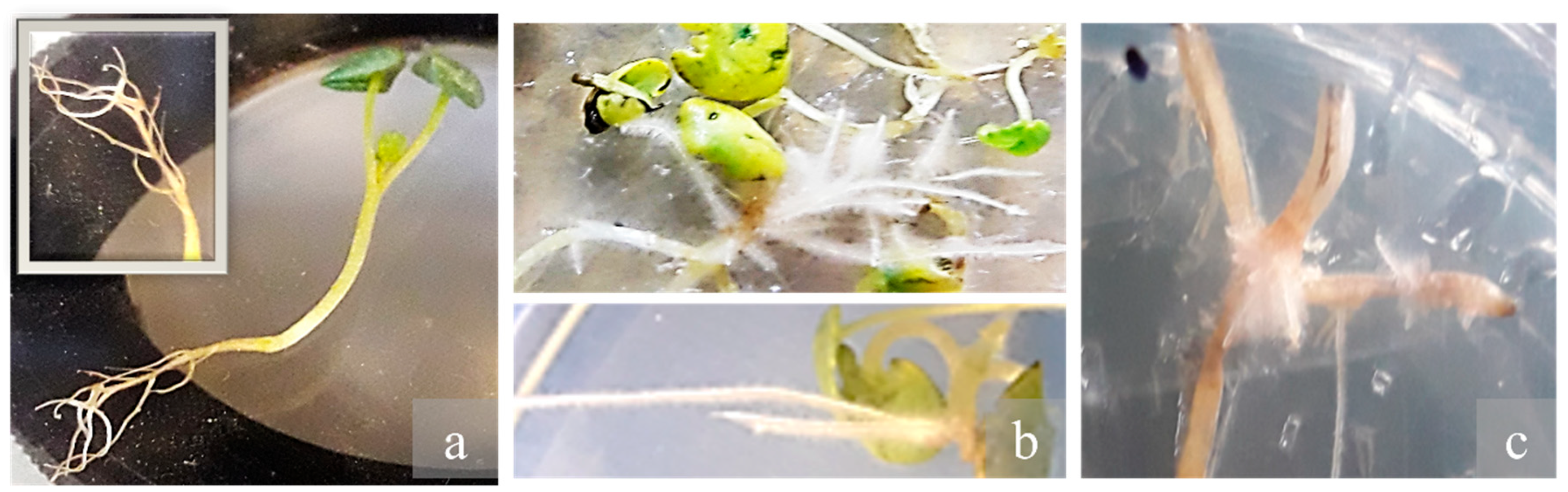 Plants 14 02809 g004 Plants 14 02809 g004