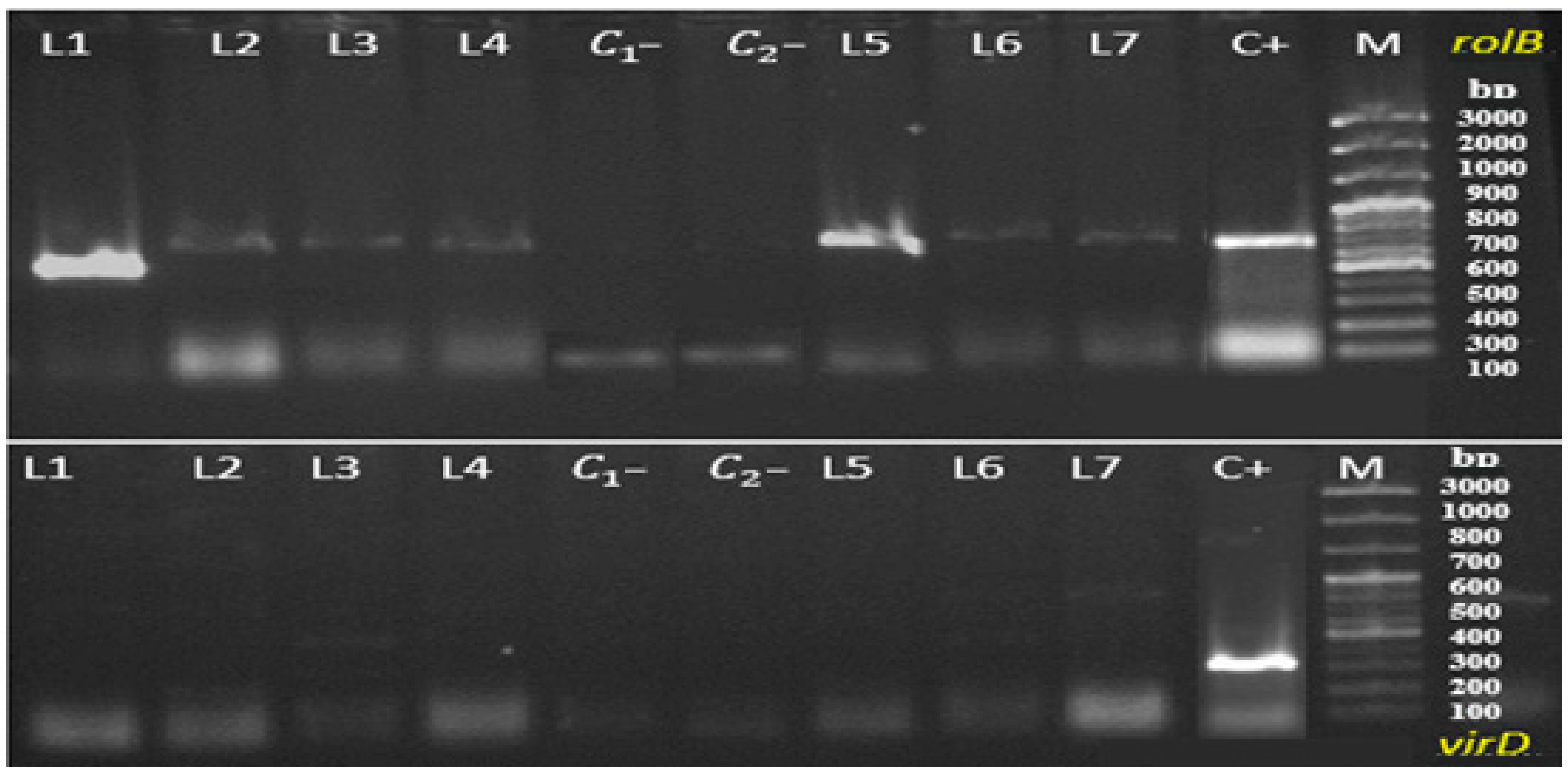 Plants 14 02809 g008 Plants 14 02809 g008