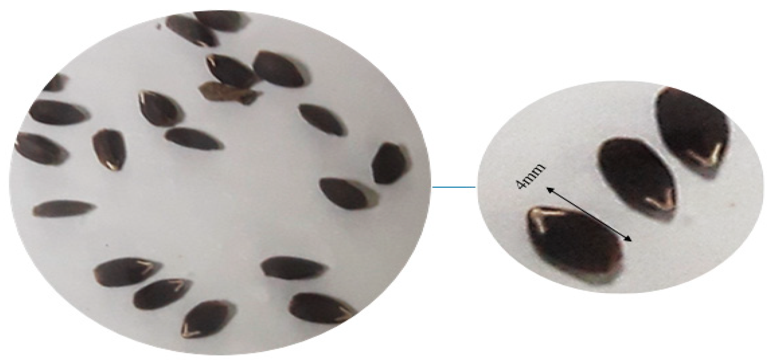 Plants 14 02809 g012 Plants 14 02809 g012