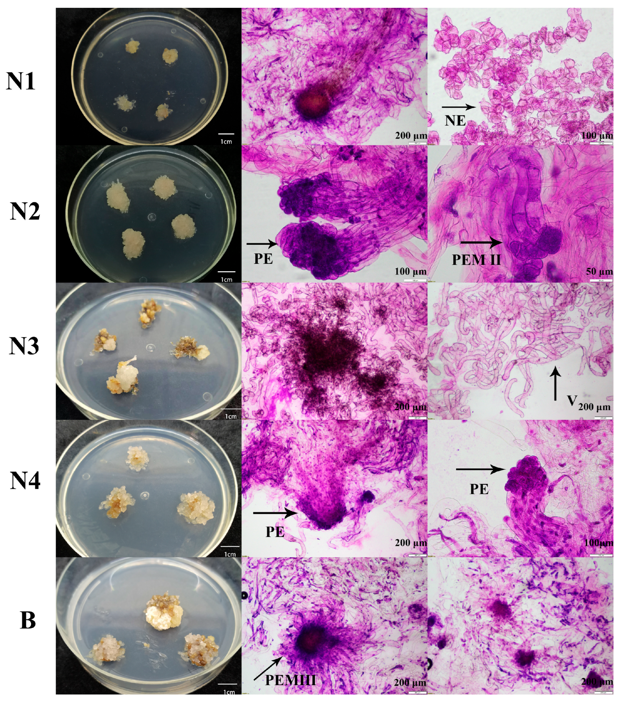 Plants 14 02818 g001 Plants 14 02818 g001