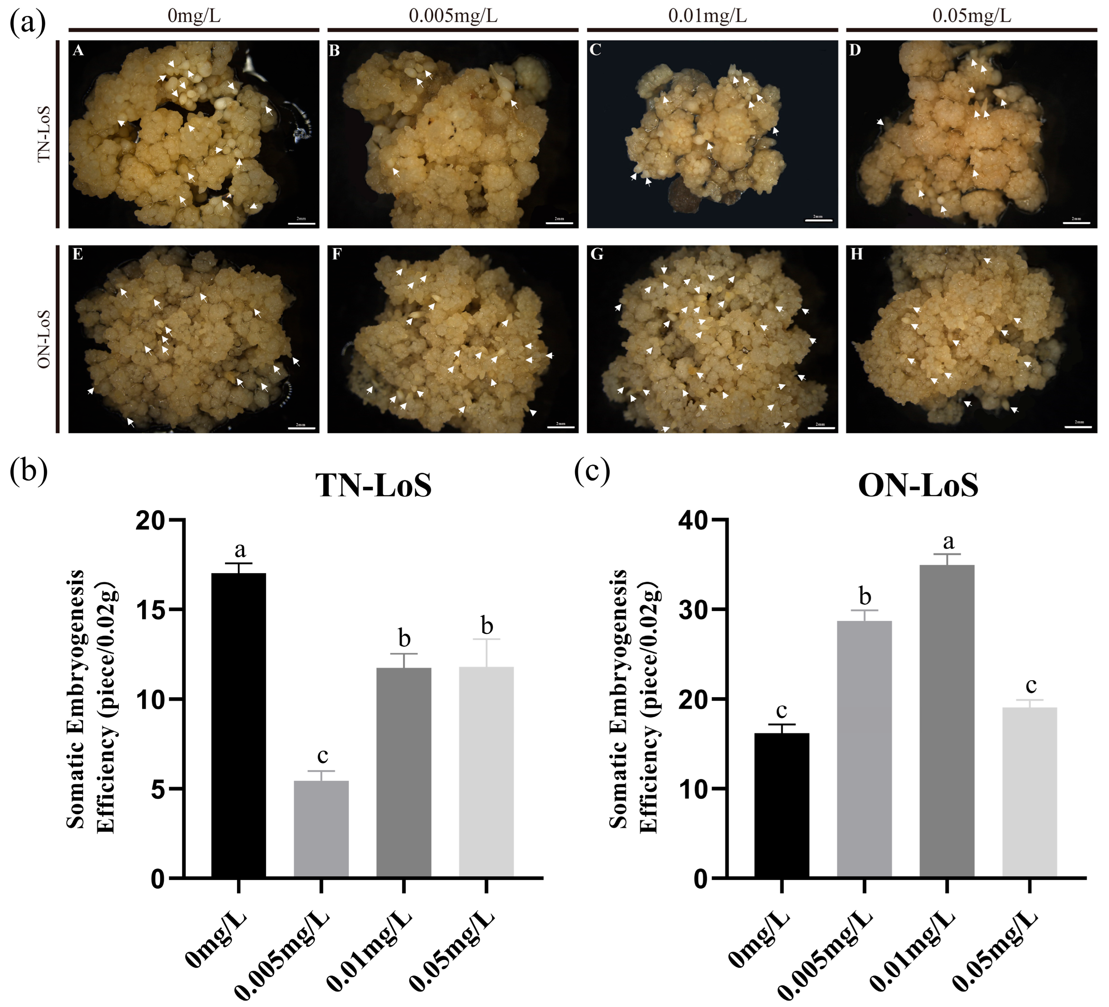 Plants 14 02823 g001