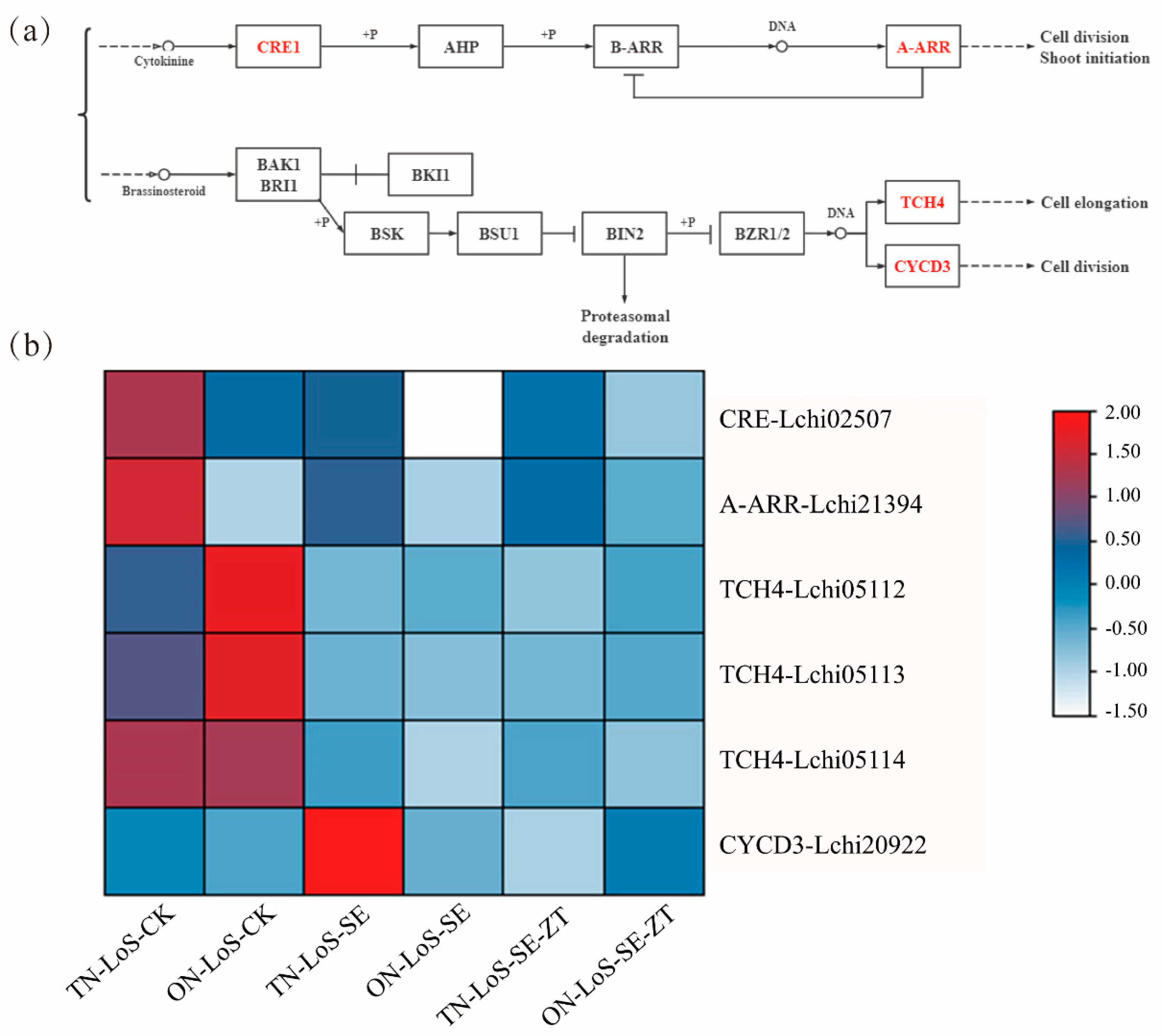 Plants 14 02823 g005