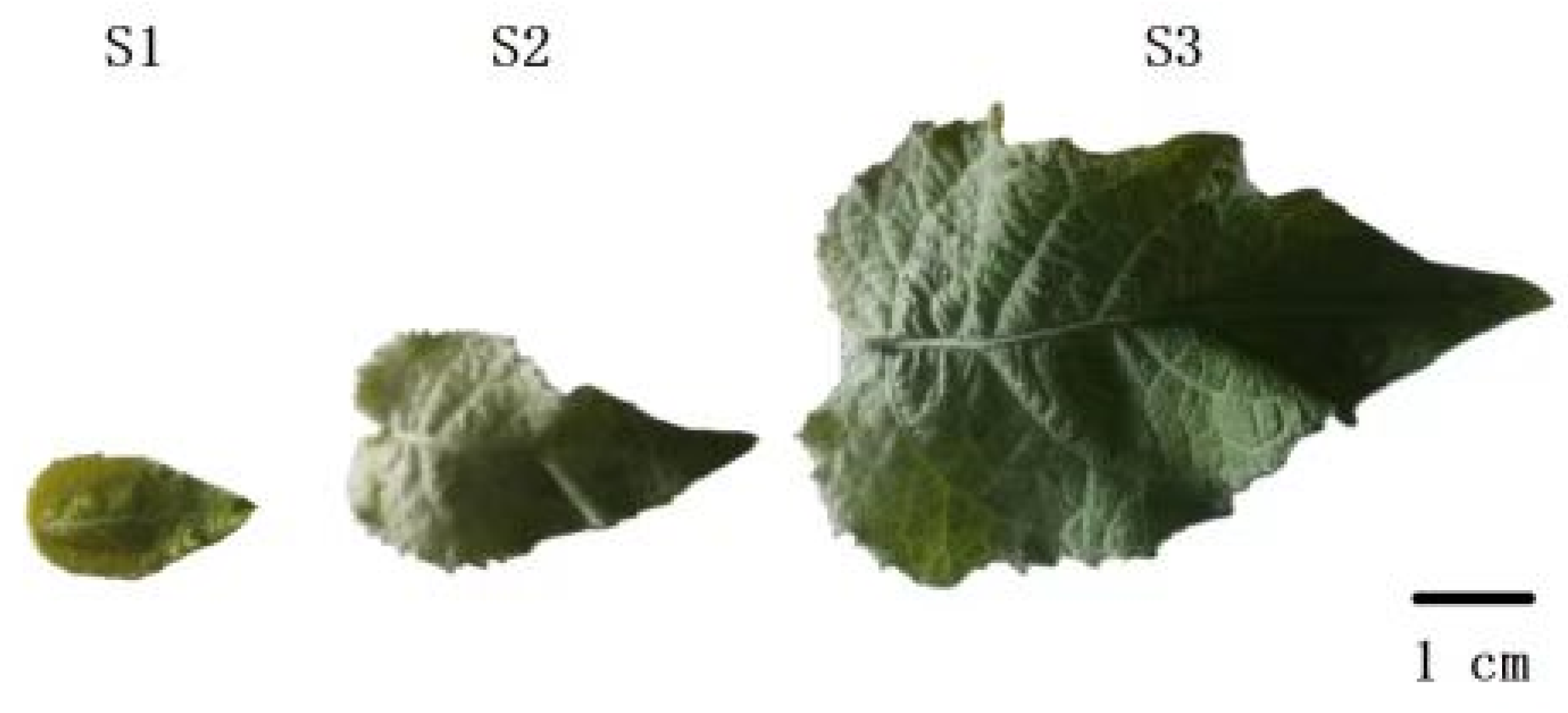 Plants 14 02842 g001