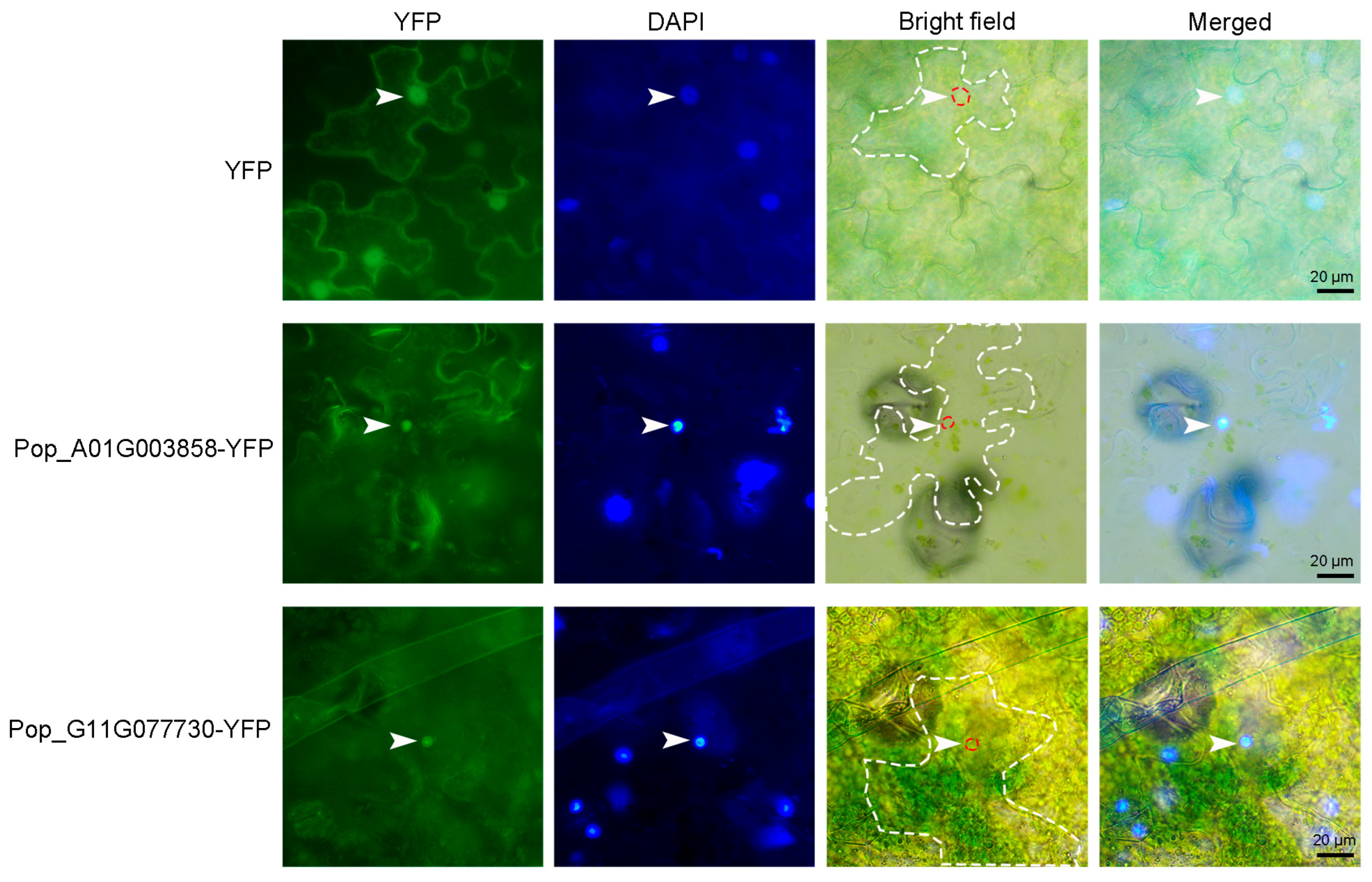 Plants 14 02842 g013