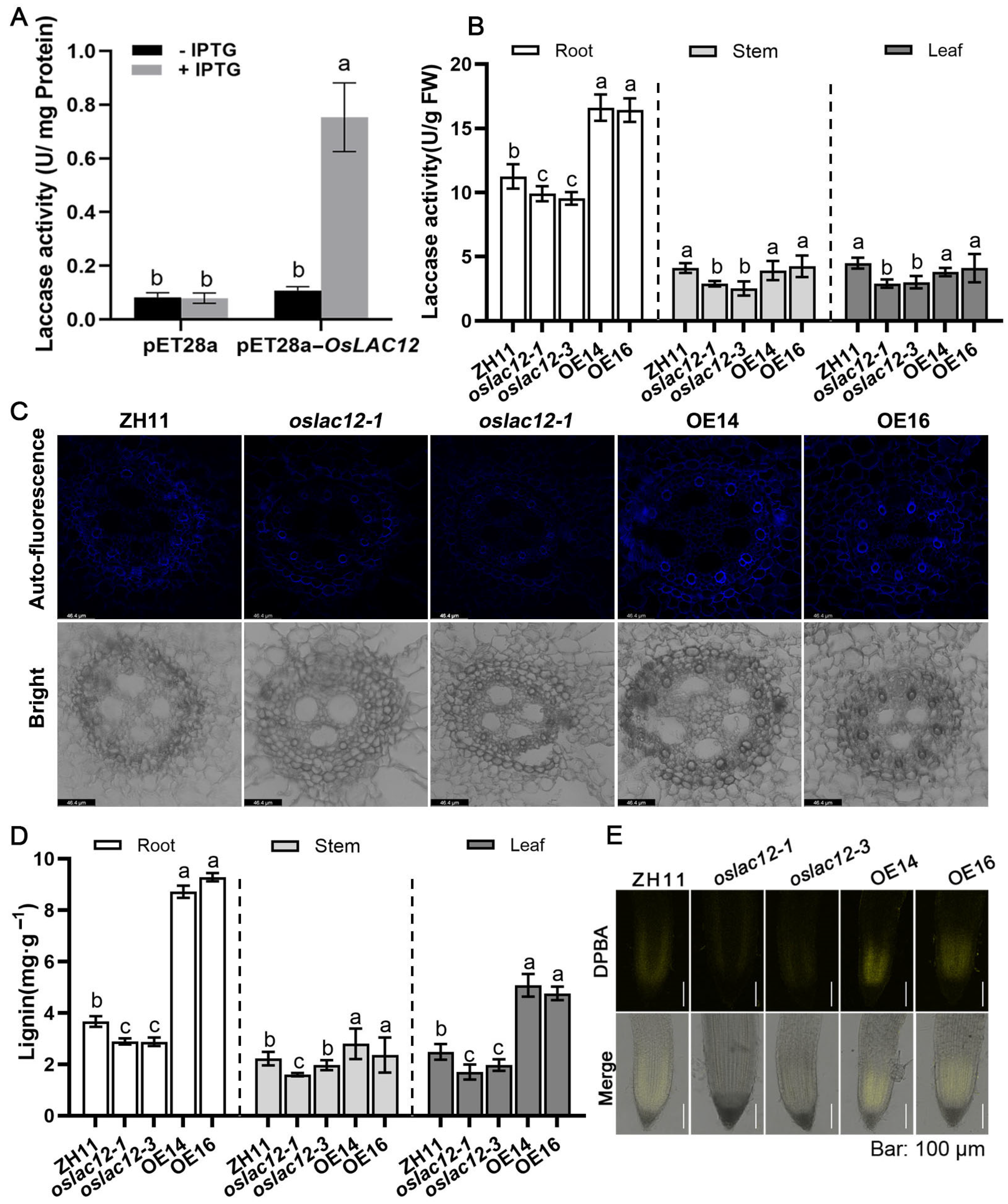 Plants 14 02846 g002