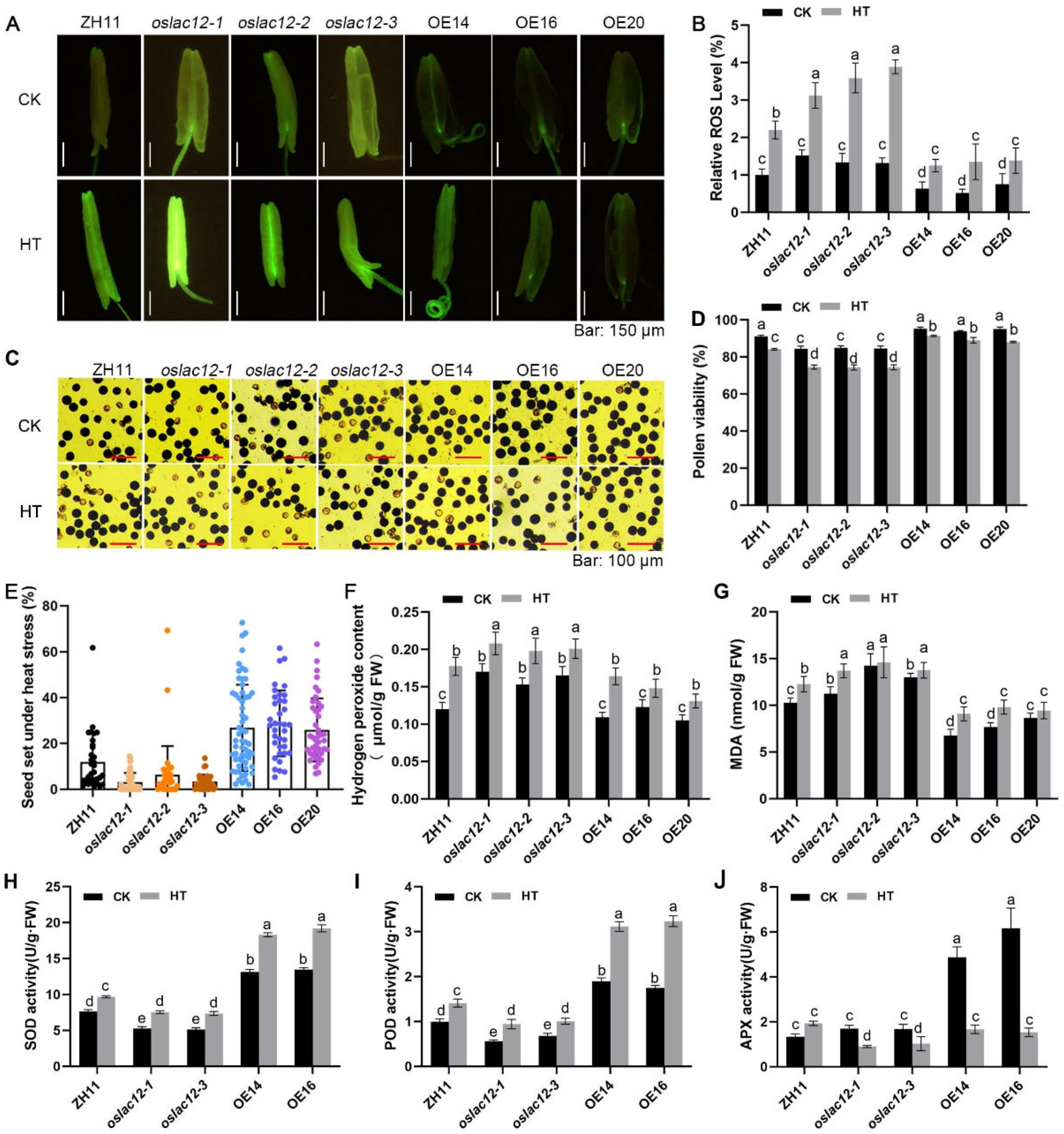 Plants 14 02846 g004