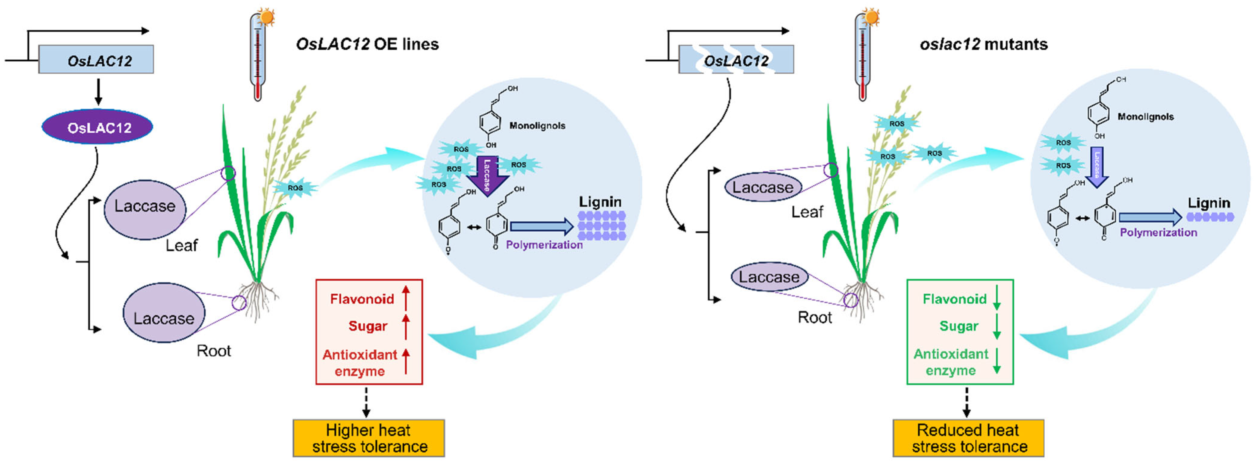 Plants 14 02846 g006
