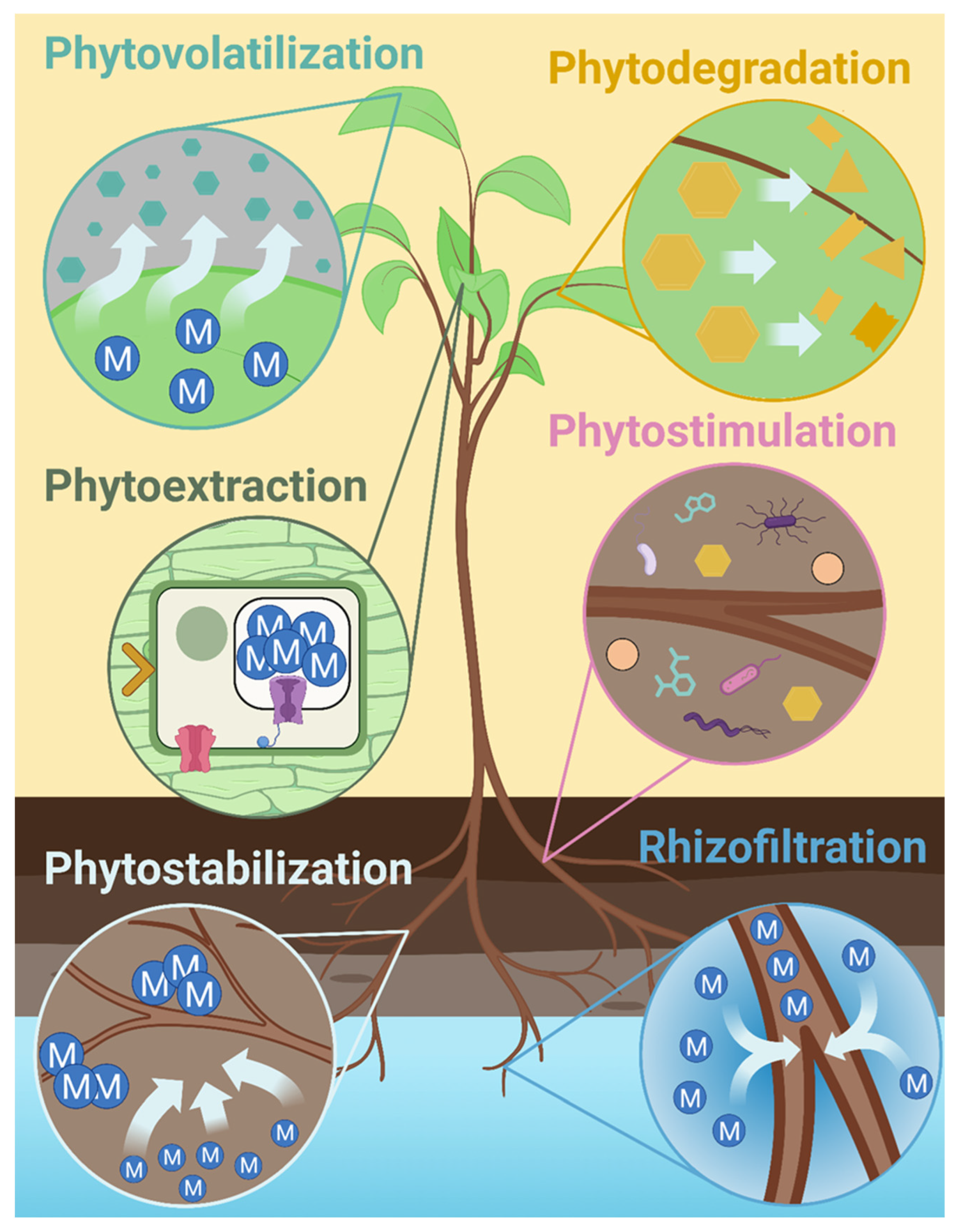 Plants 14 02847 g001