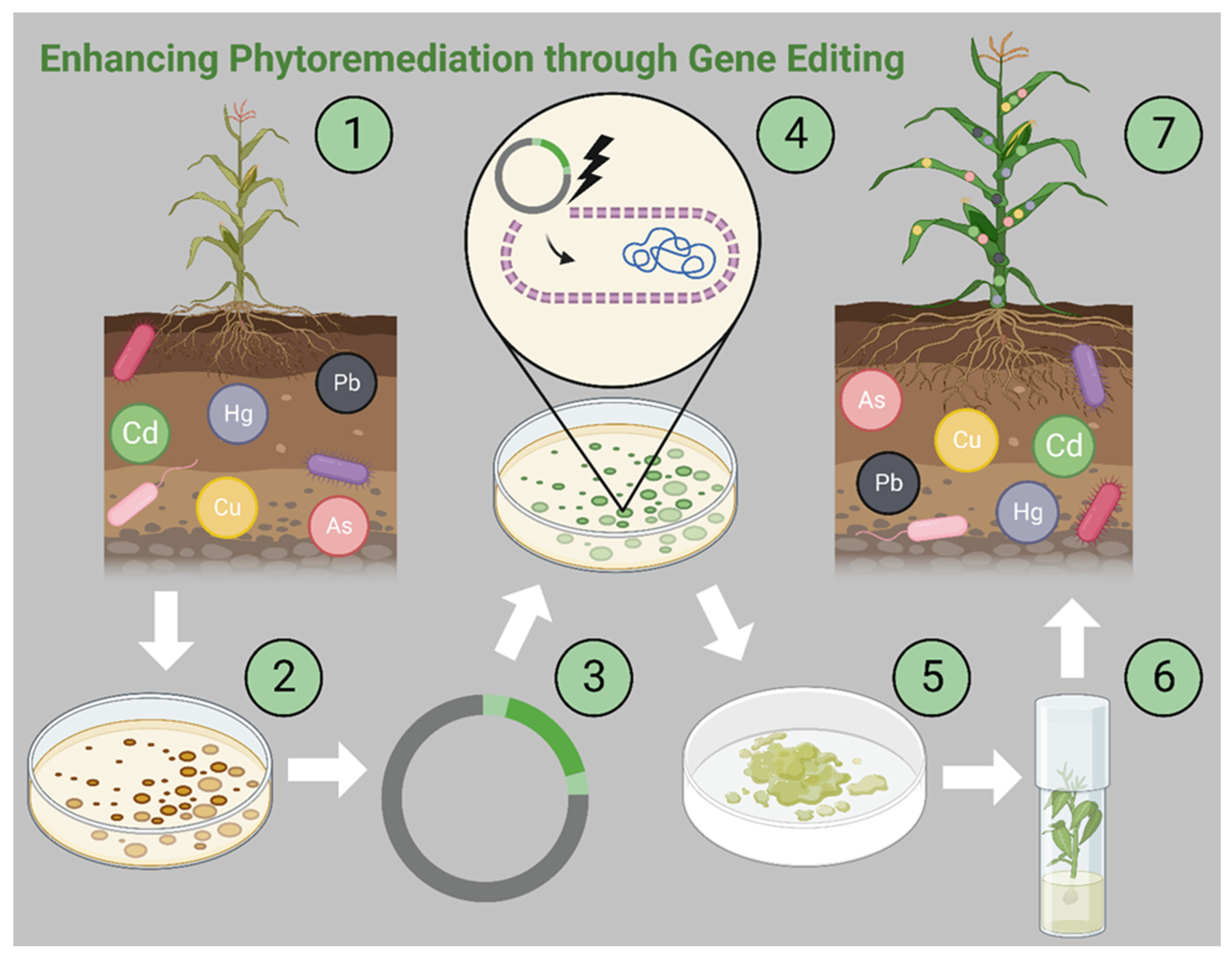 Plants 14 02847 g002
