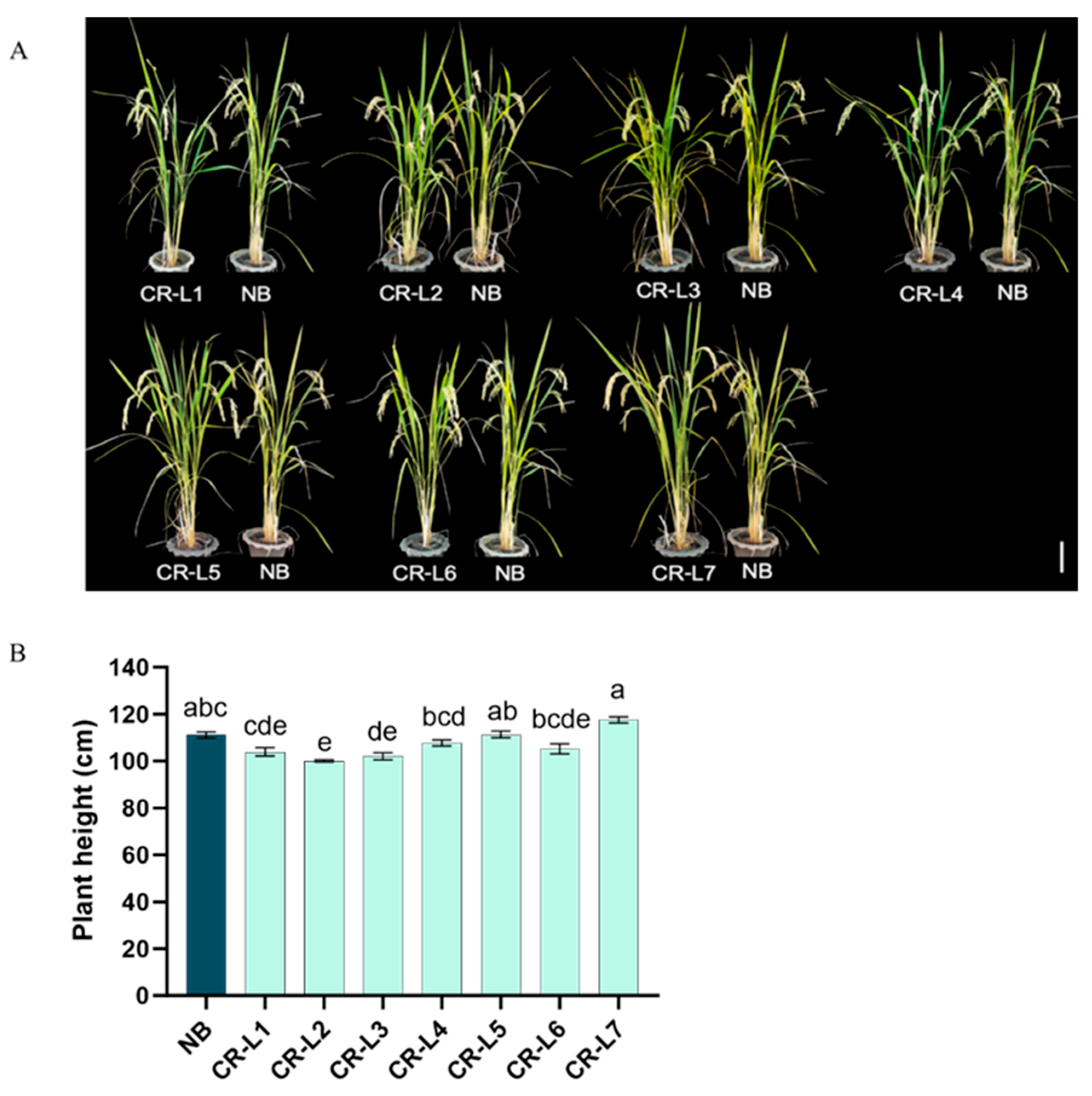 Plants 14 02897 g002