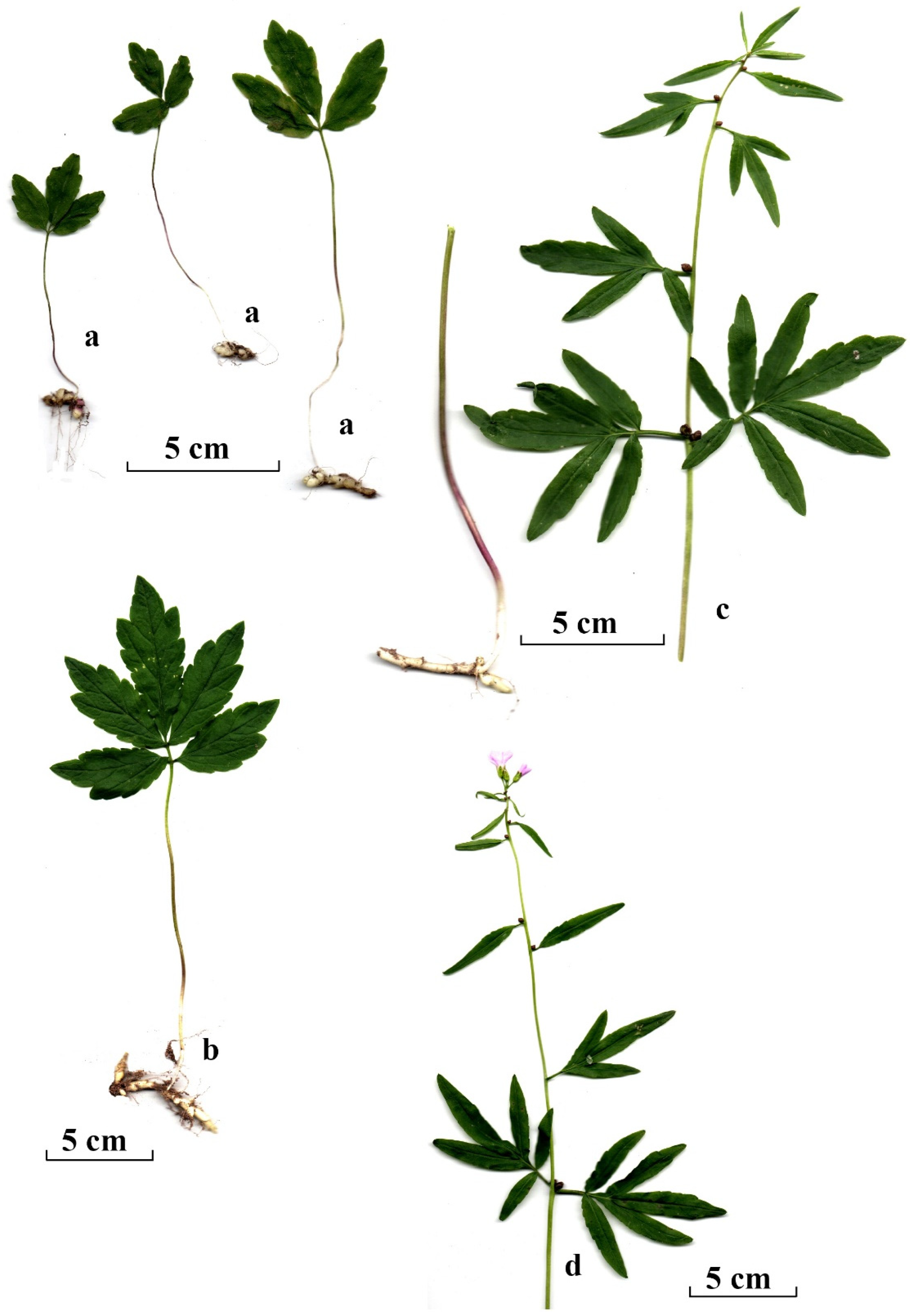 Plants 14 02899 g002 Plants 14 02899 g002
