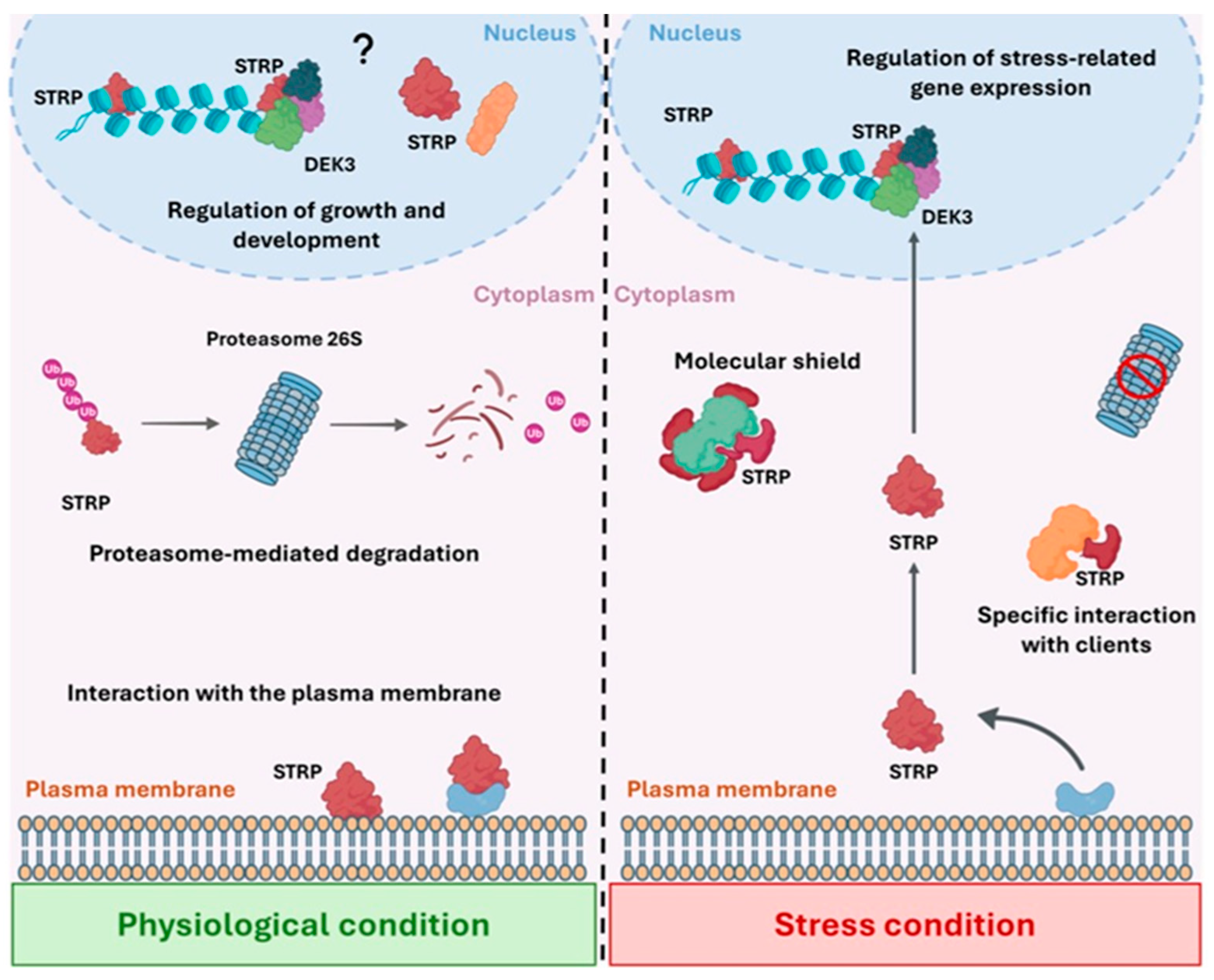 Plants 14 02954 g002 Plants 14 02954 g002