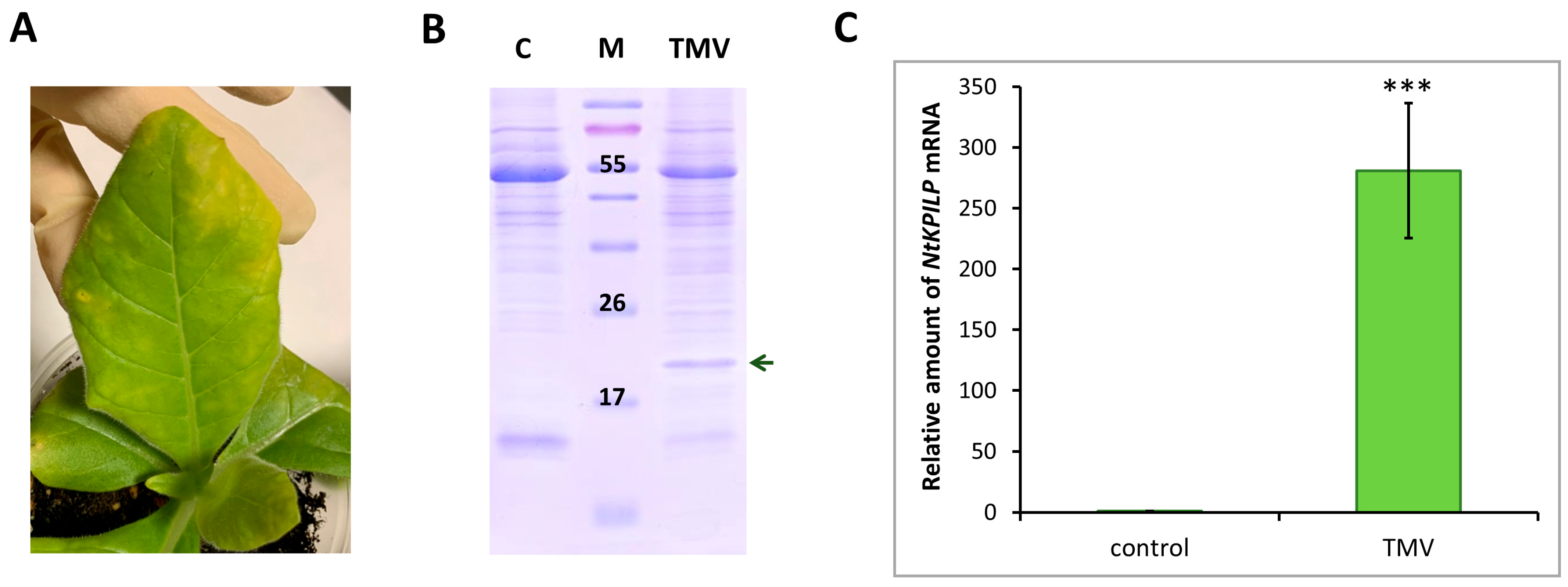 Plants 14 02955 g004 Plants 14 02955 g004