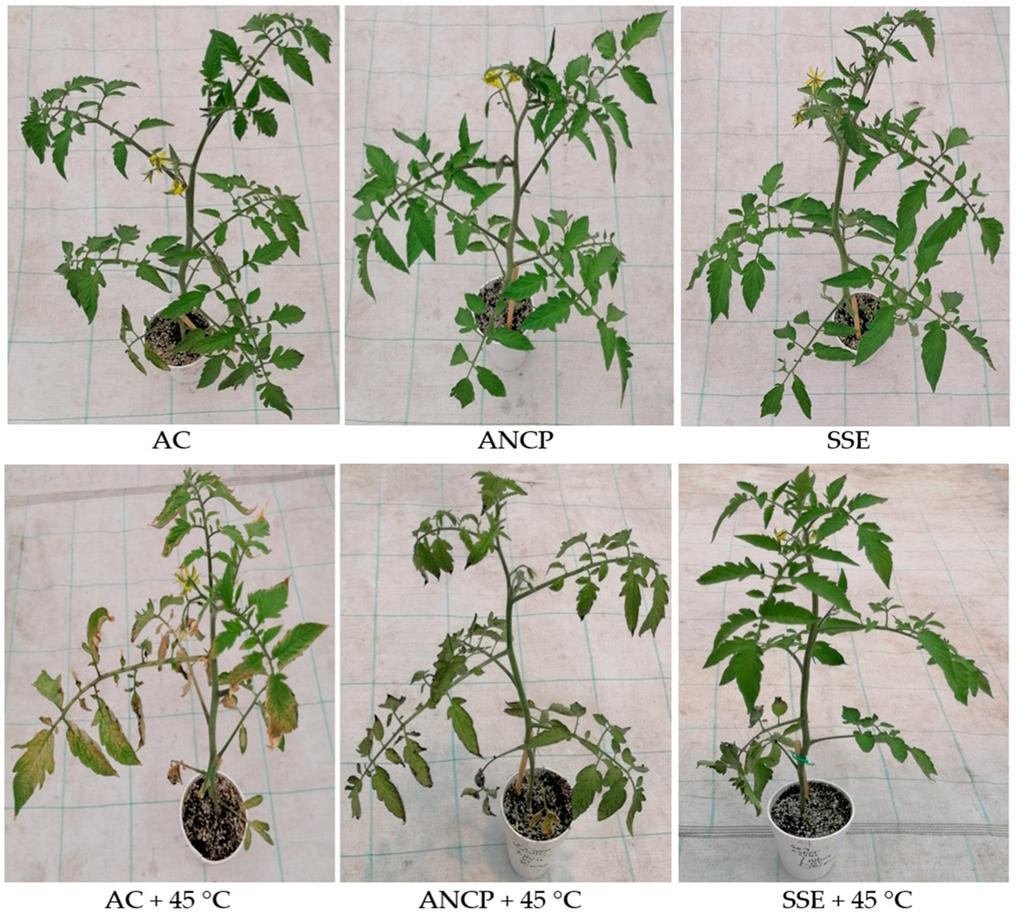 Plants 14 02996 g002