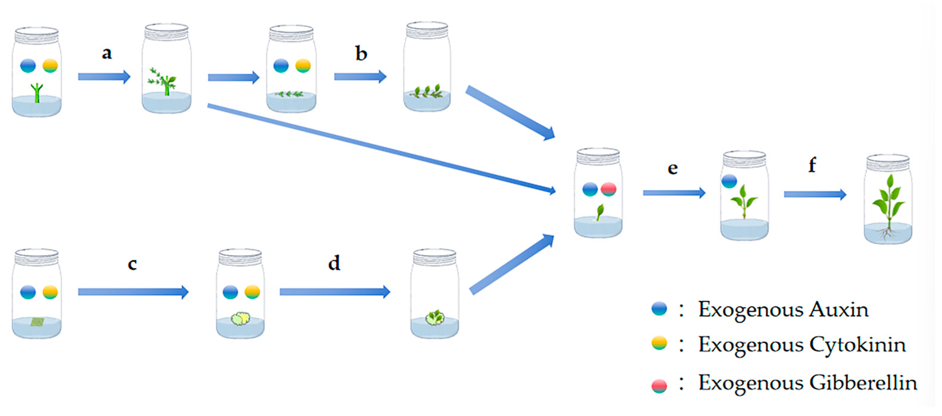 Plants 14 03012 g001 Plants 14 03012 g001