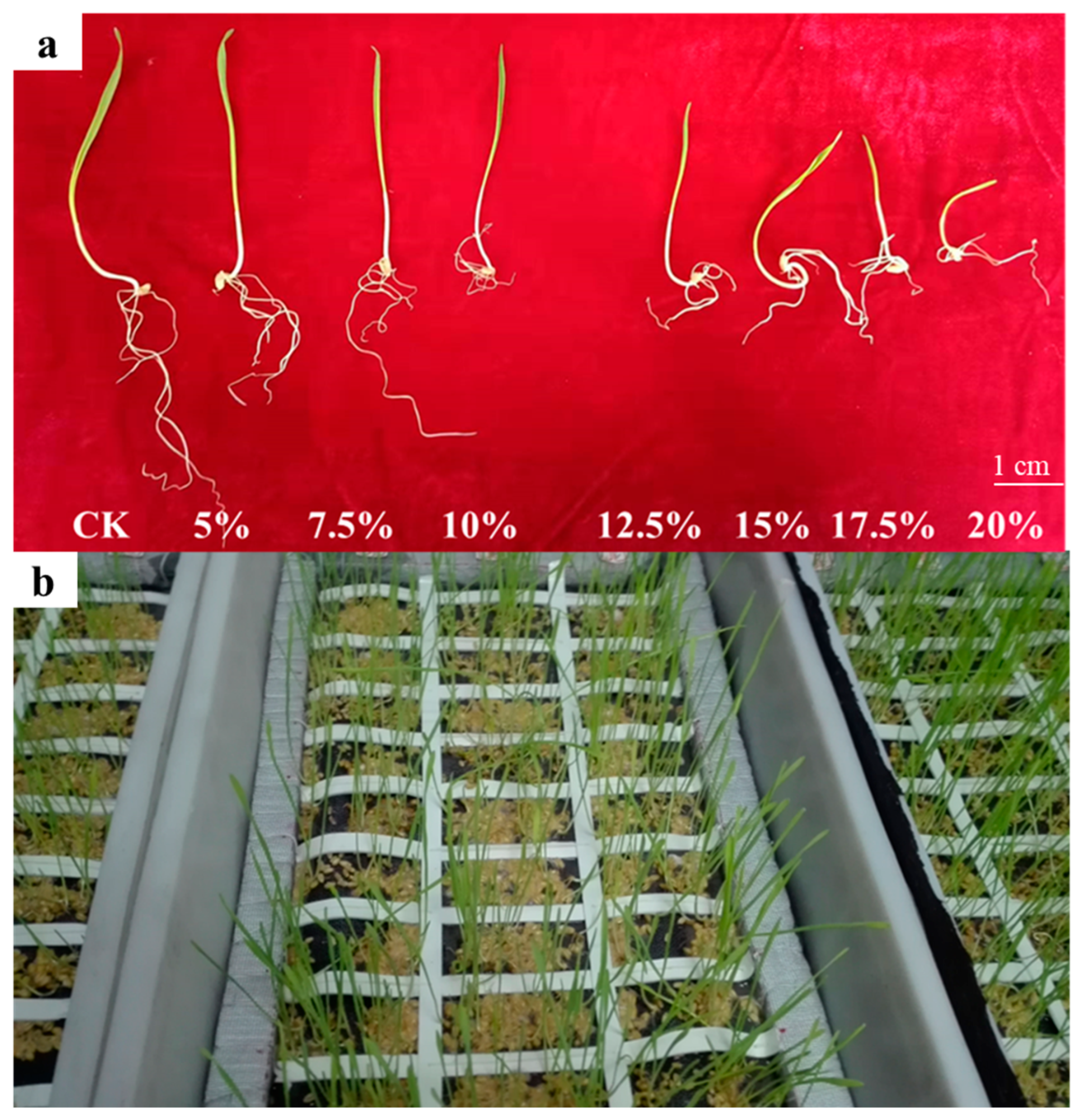 Plants 14 03023 g001