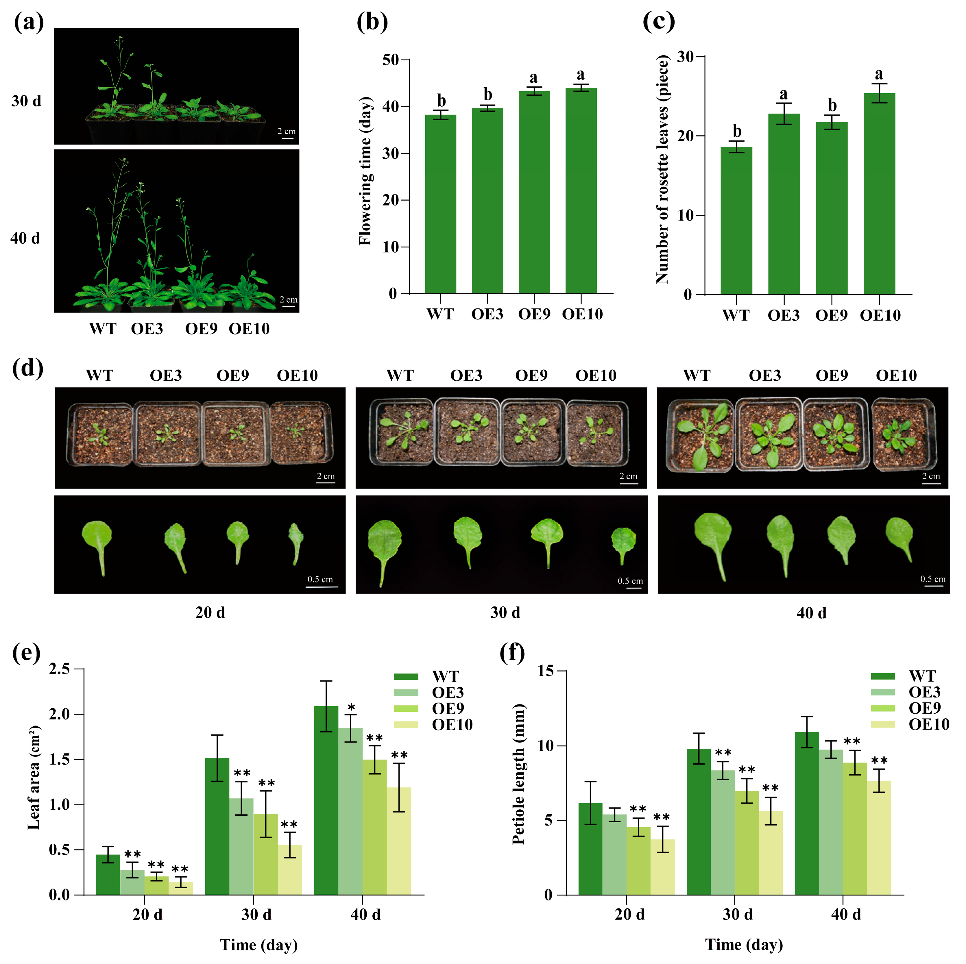 Plants 14 03039 g005