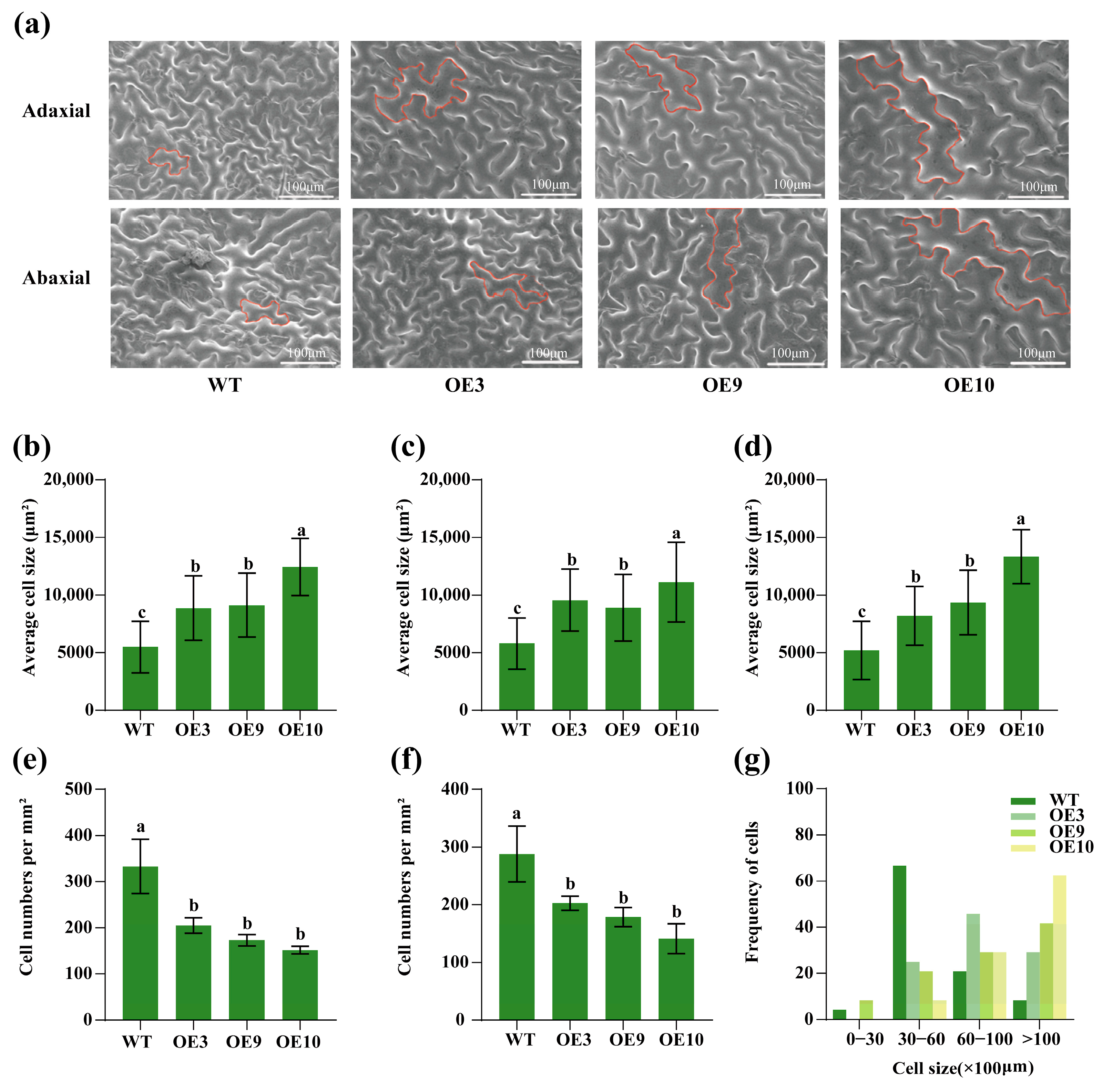Plants 14 03039 g006