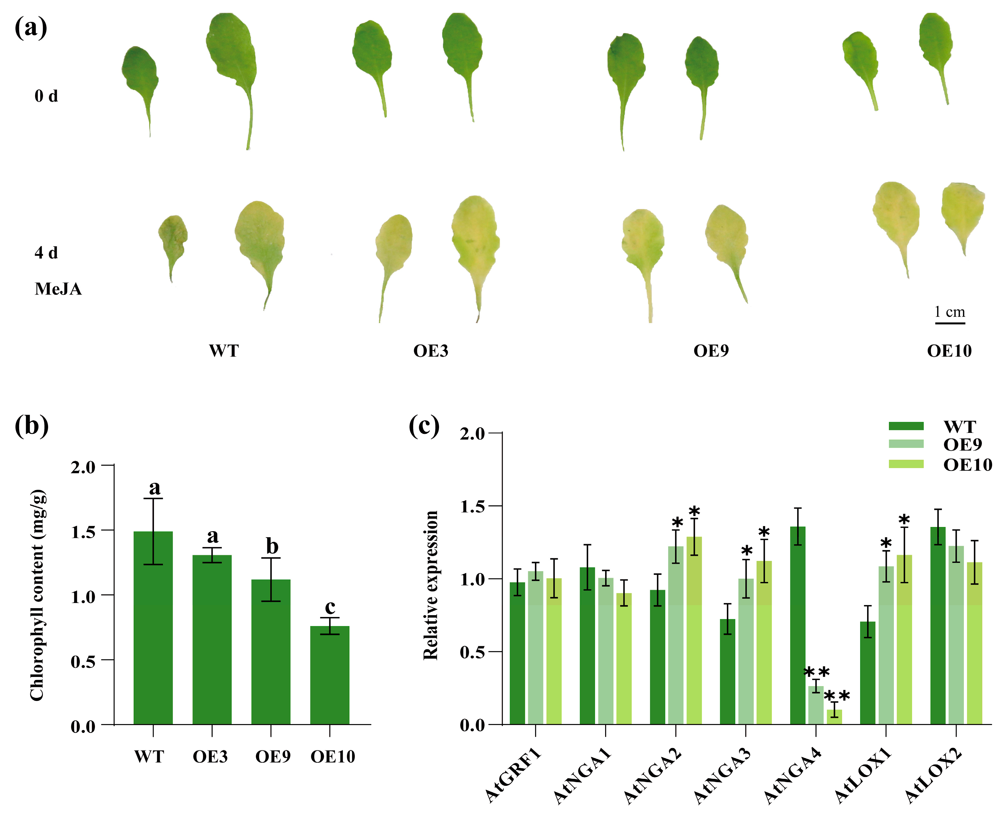 Plants 14 03039 g007