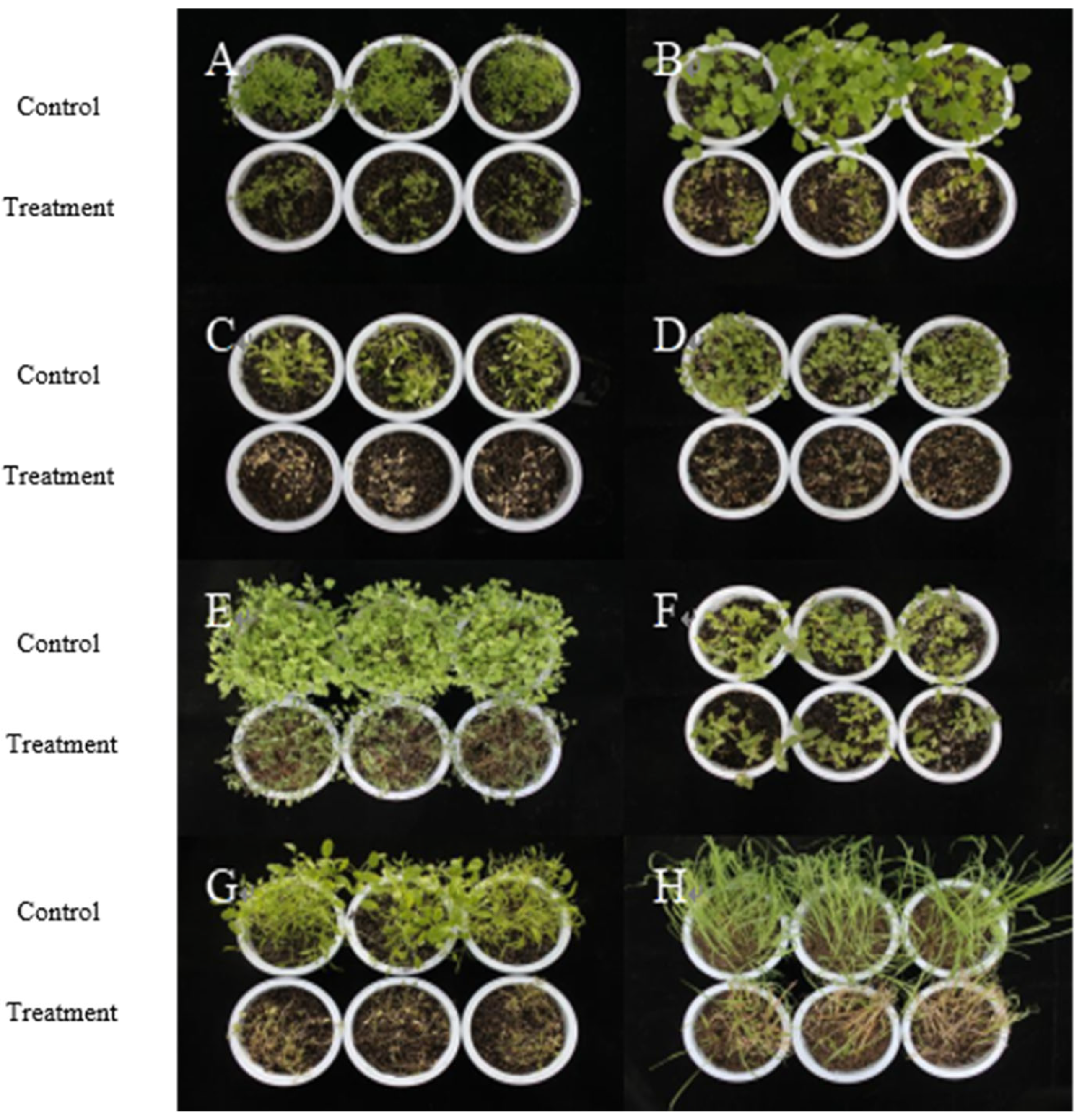 Plants 14 03041 g006 Plants 14 03041 g006