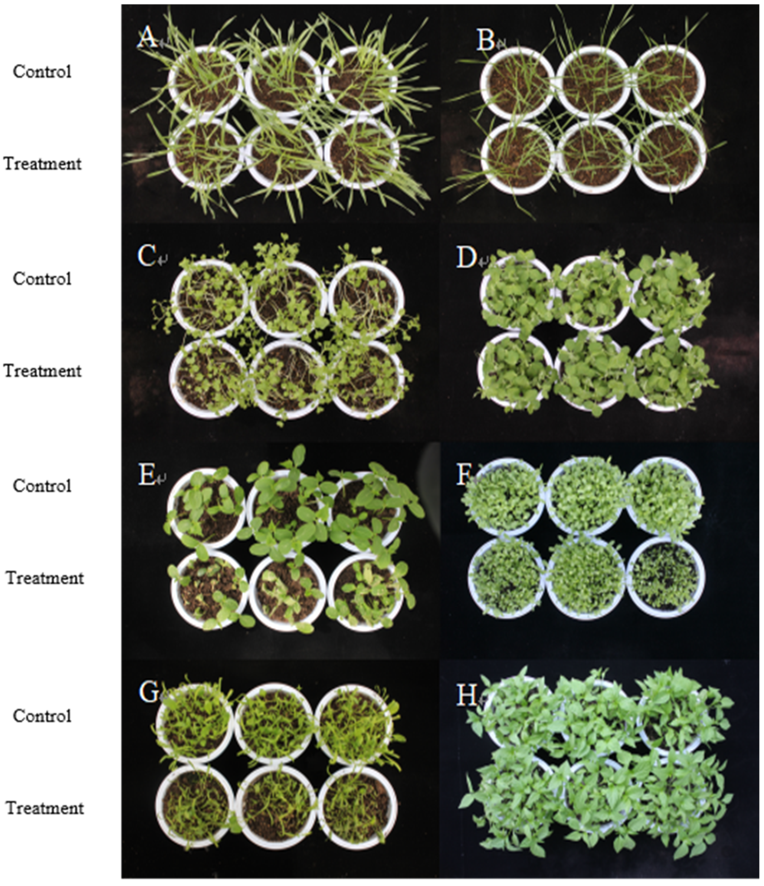 Plants 14 03041 g008 Plants 14 03041 g008