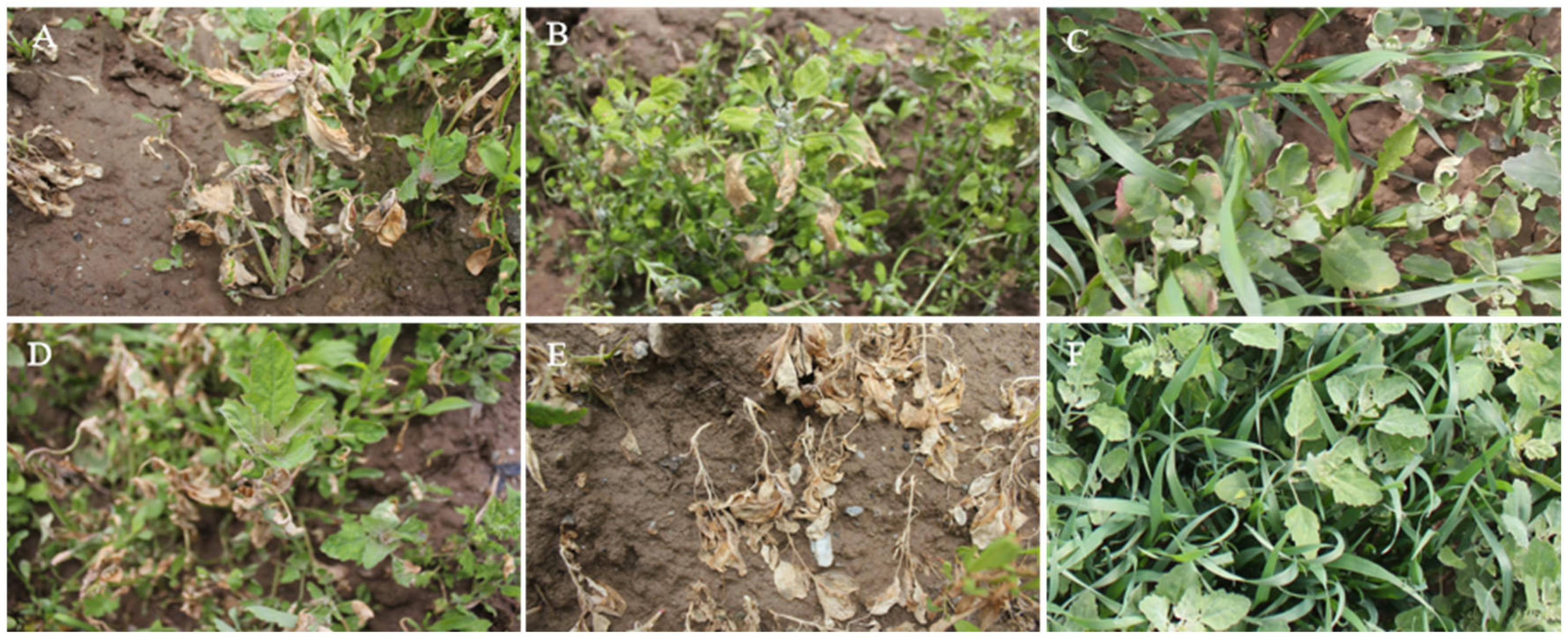 Plants 14 03041 g009 Plants 14 03041 g009