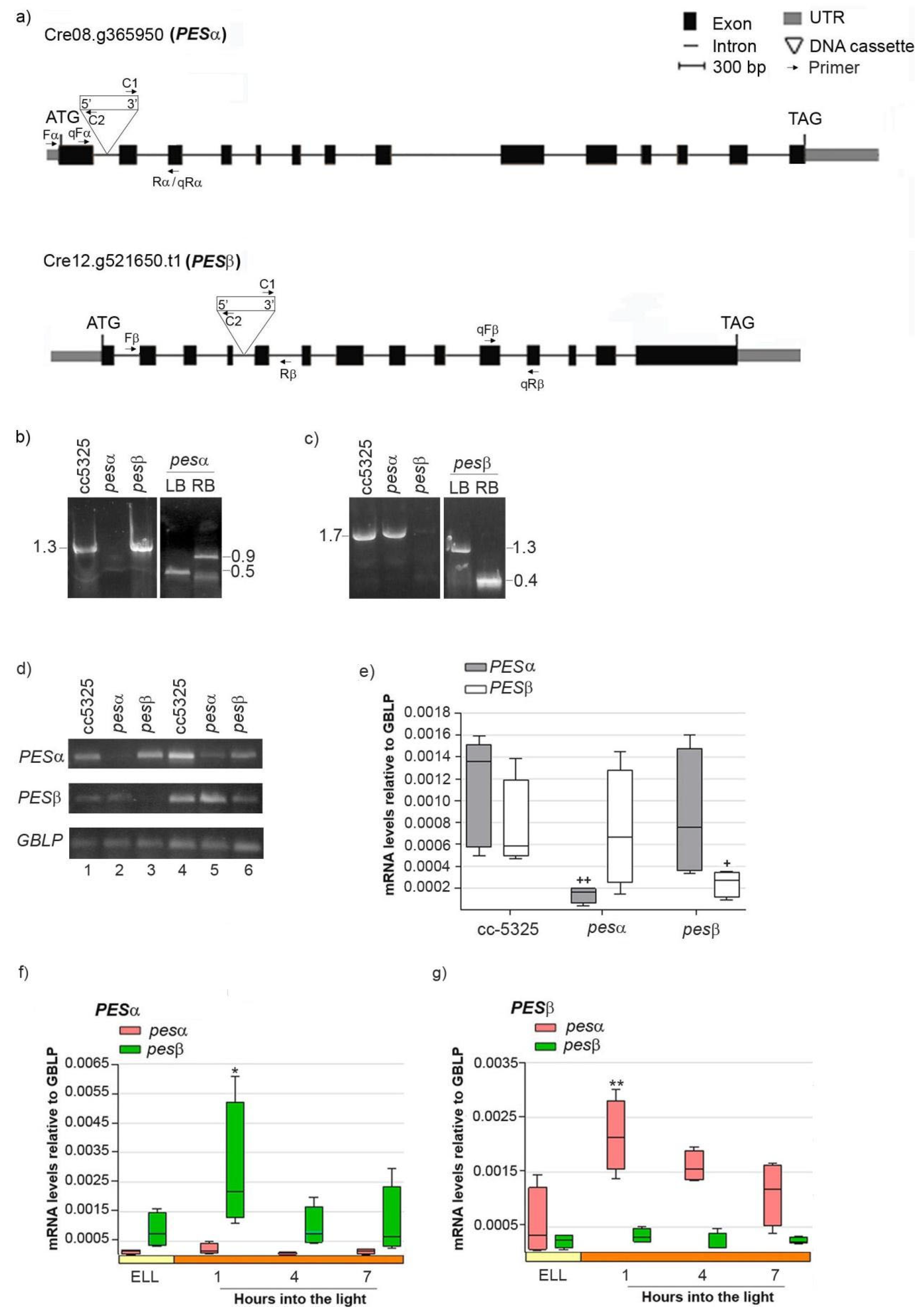 Plants 14 03044 g004