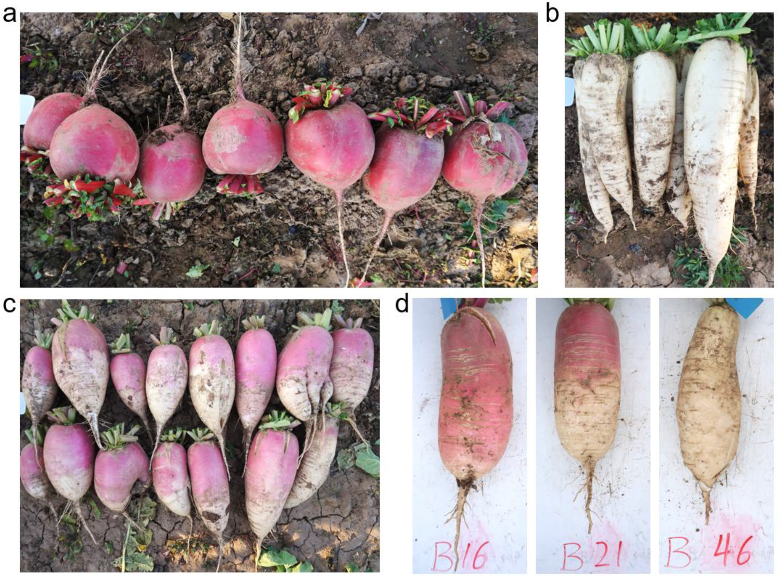 Plants 14 03065 g001