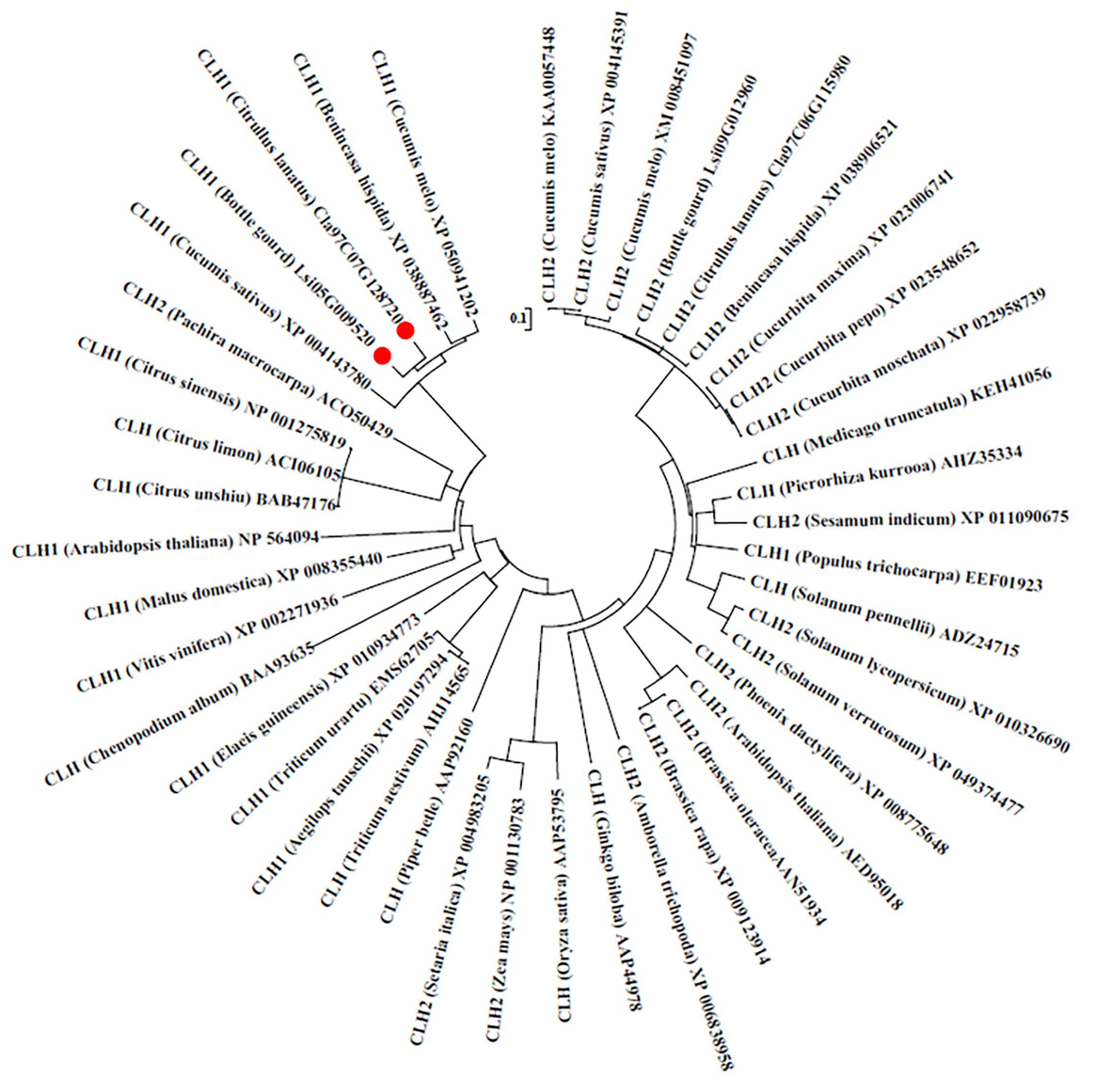 Plants 14 03086 g002