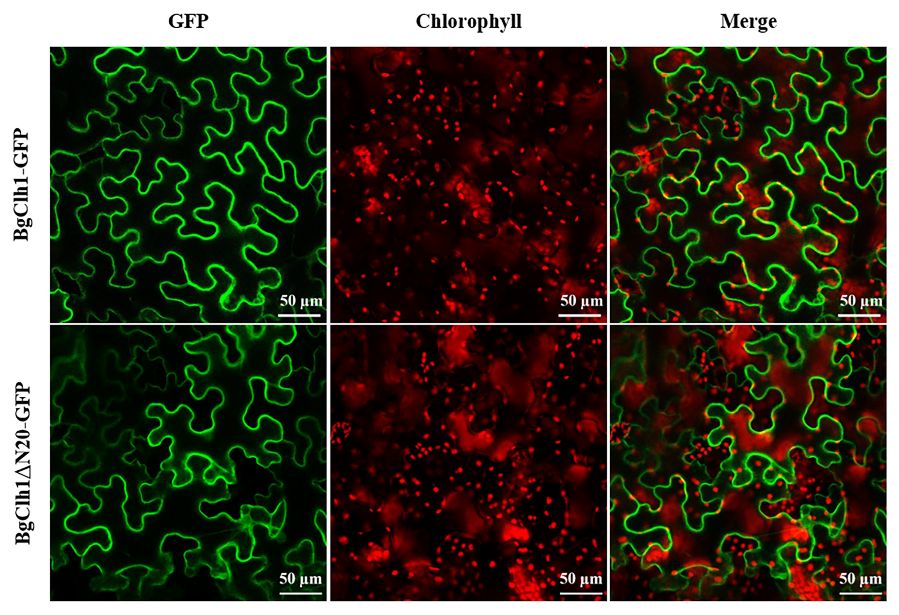 Plants 14 03086 g003