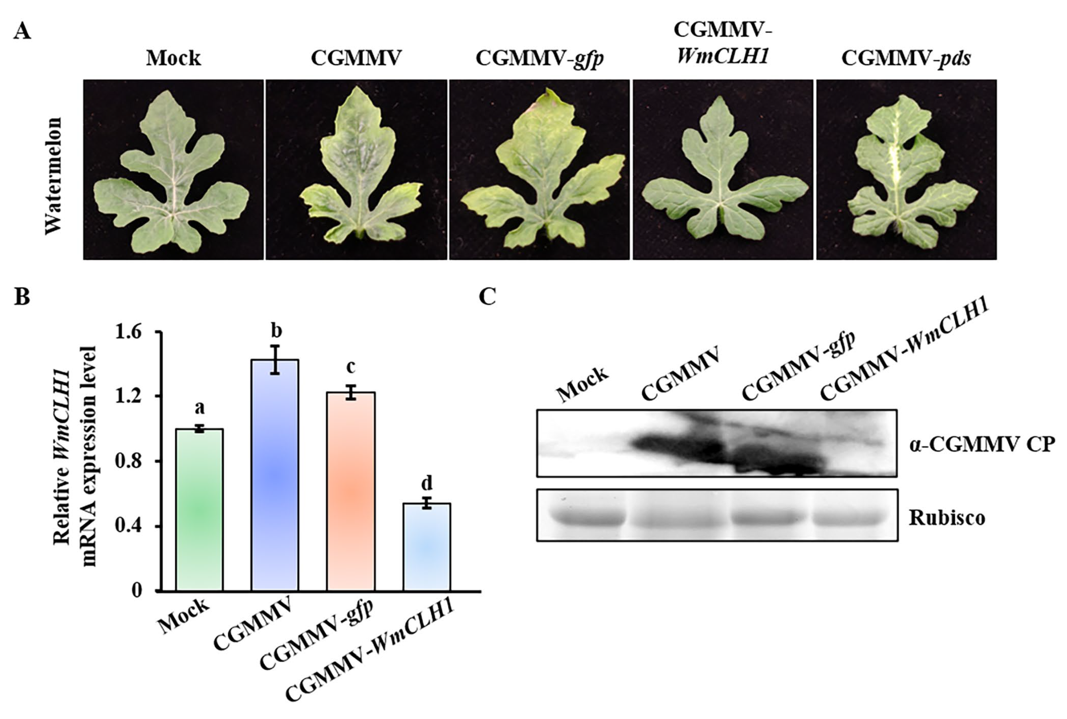 Plants 14 03086 g005