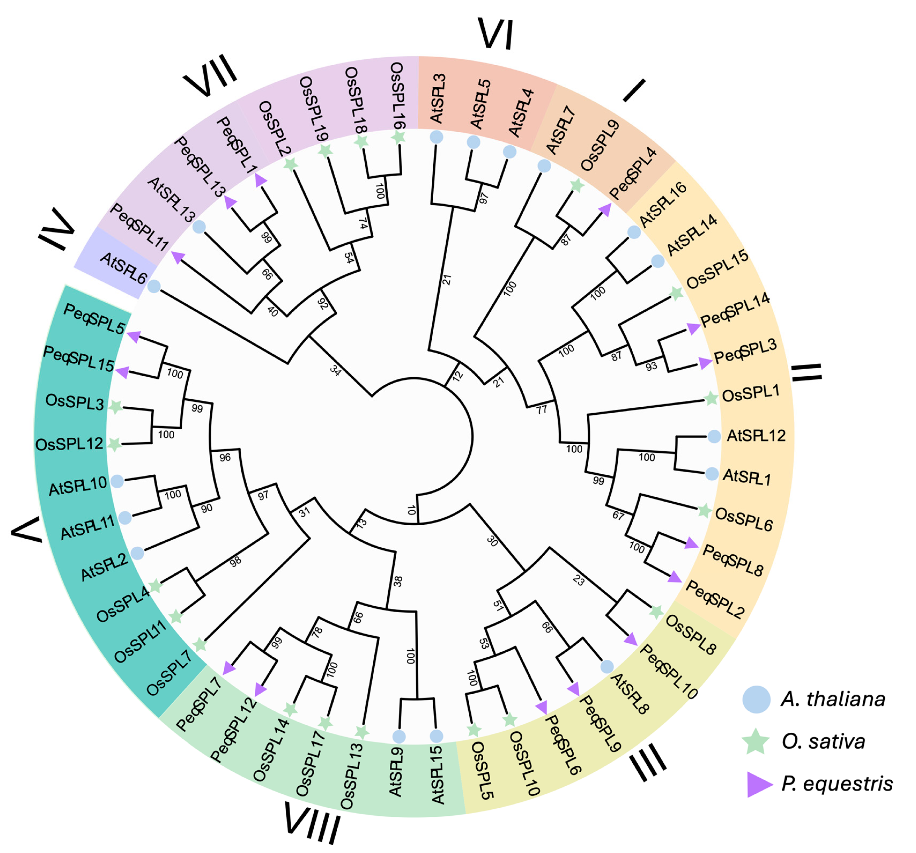 Plants 14 03090 g001