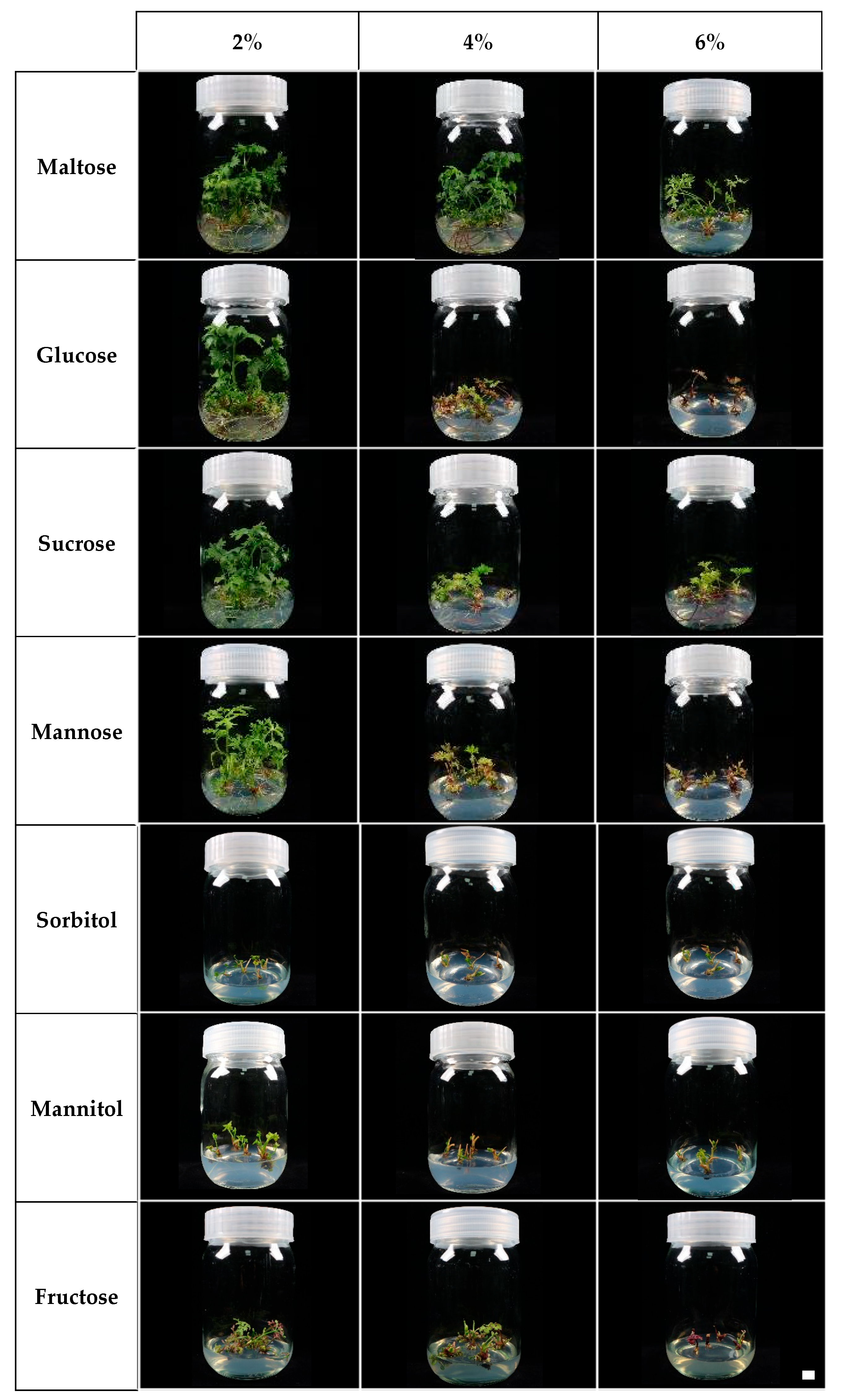 Plants 14 03125 g002