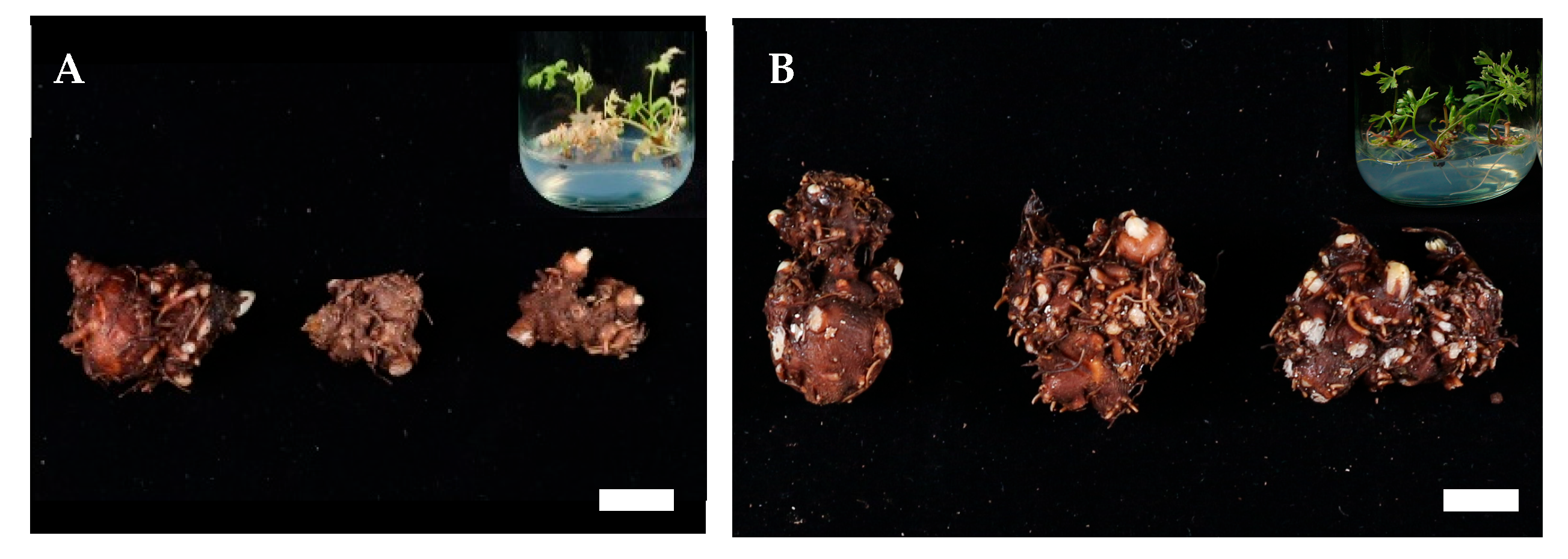 Plants 14 03125 g005