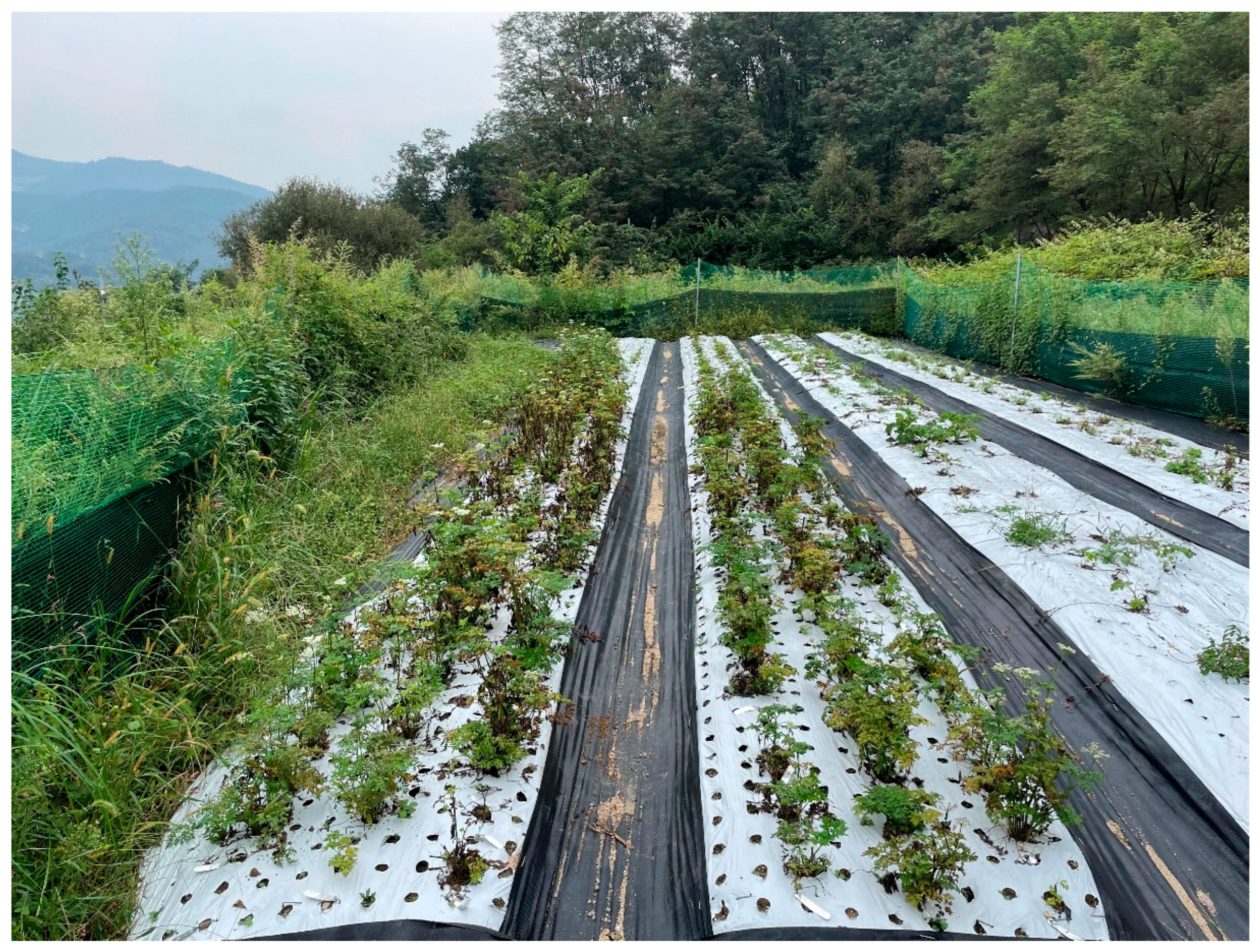 Plants 14 03125 g006