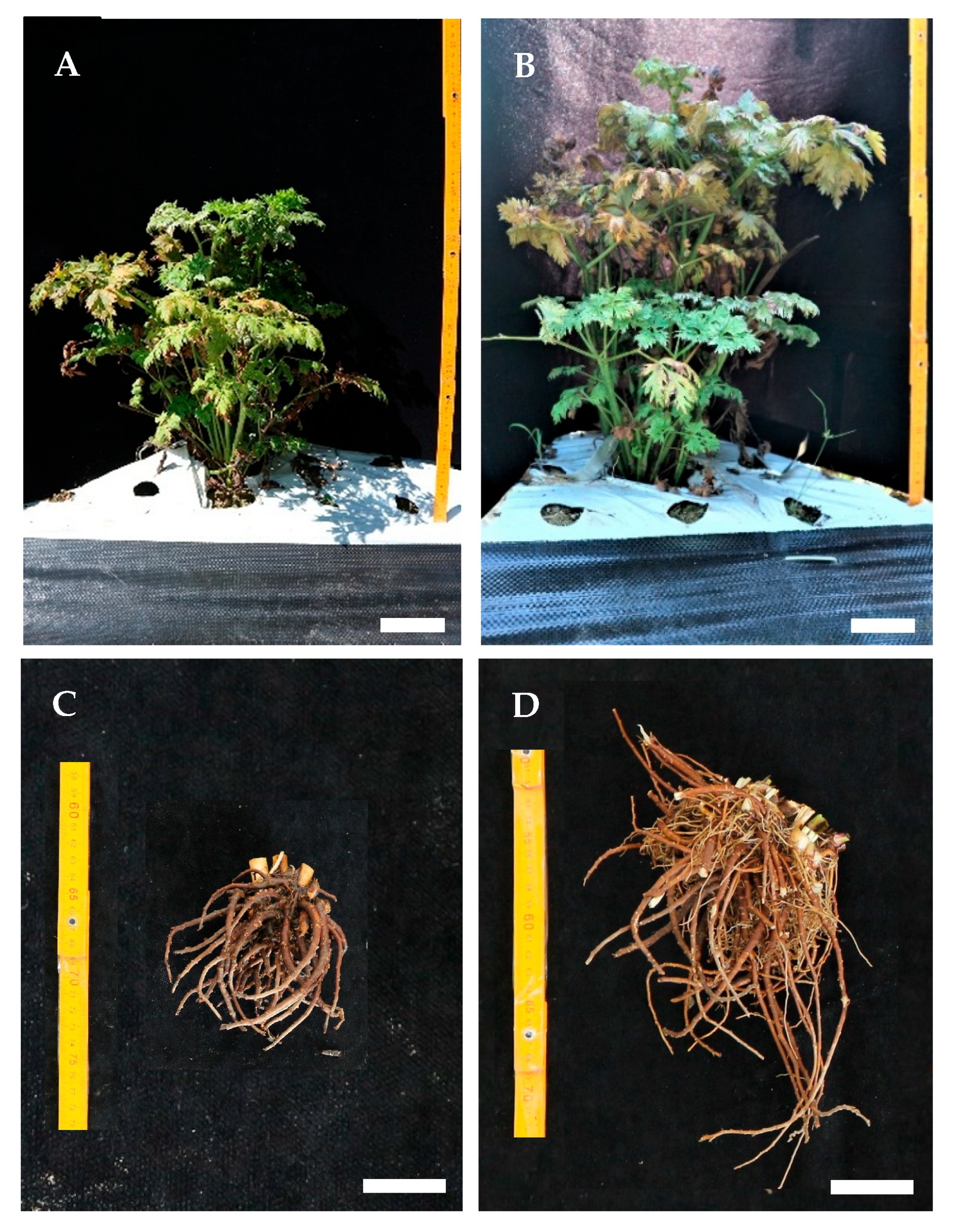 Plants 14 03125 g007