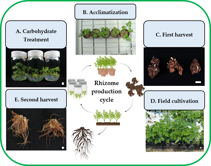Plants 14 03125 g008