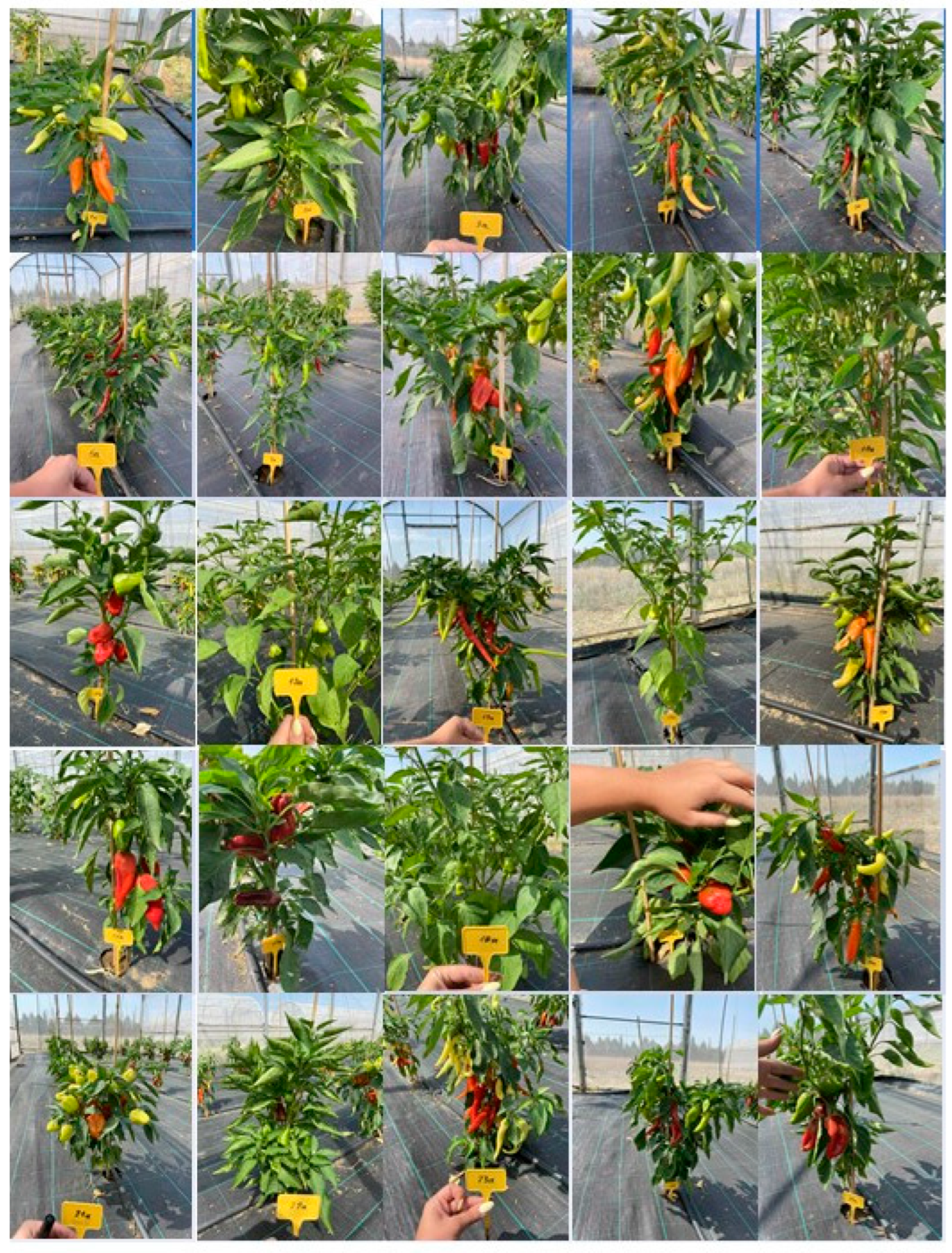 Plants 14 03164 g005