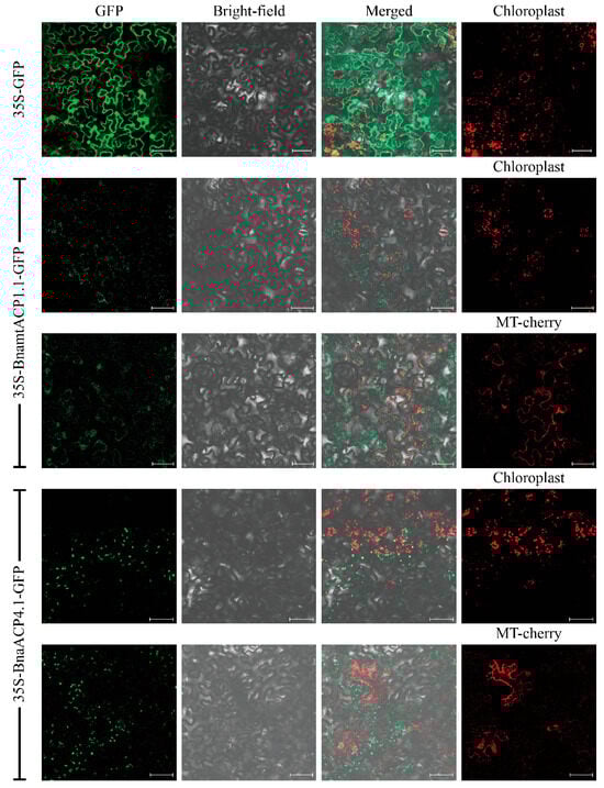 Plants 14 03177 g001