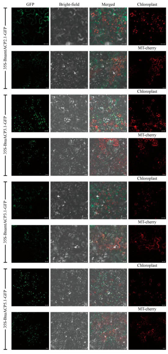 Plants 14 03177 g0s1