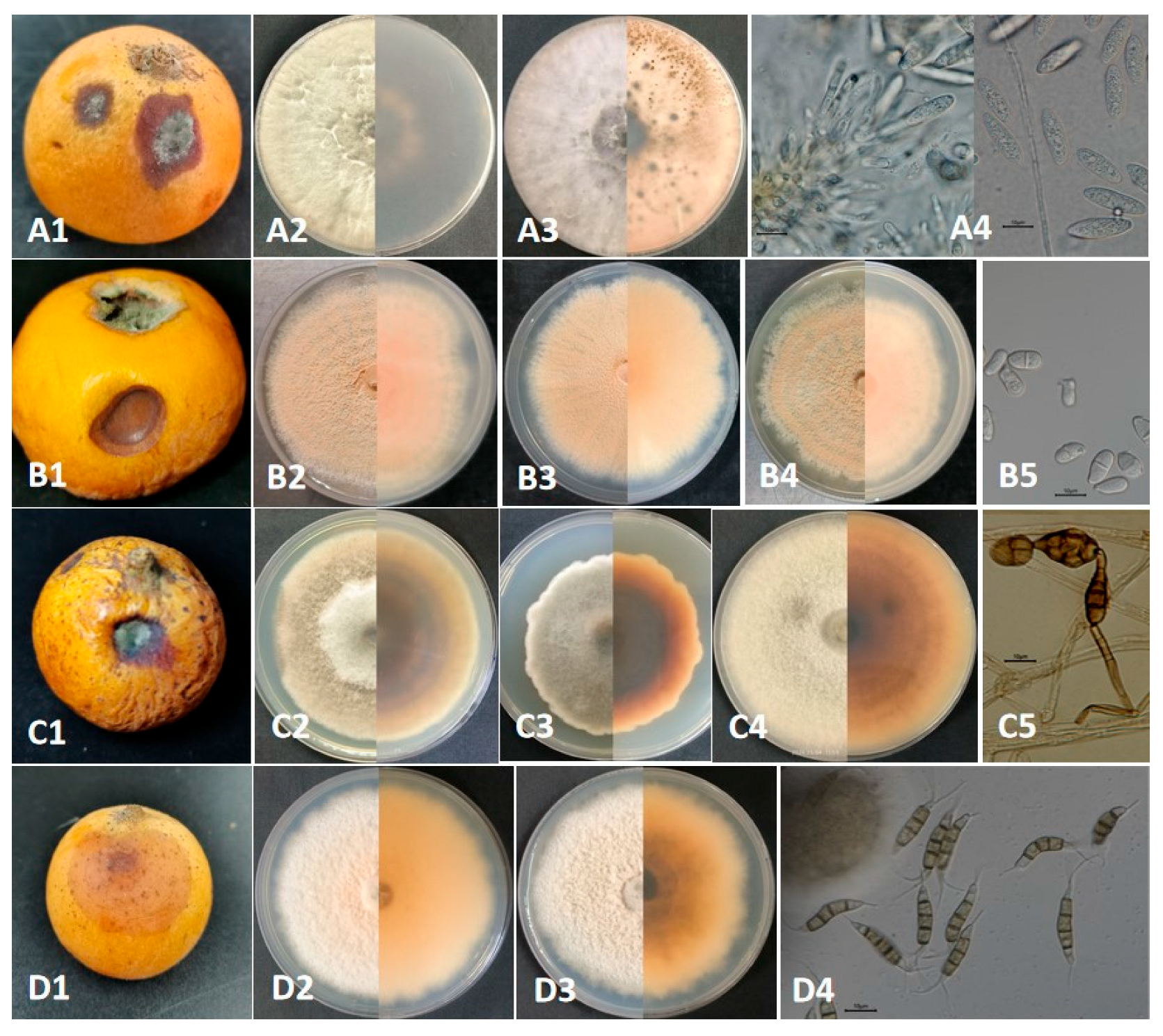 Plants 14 03201 g001